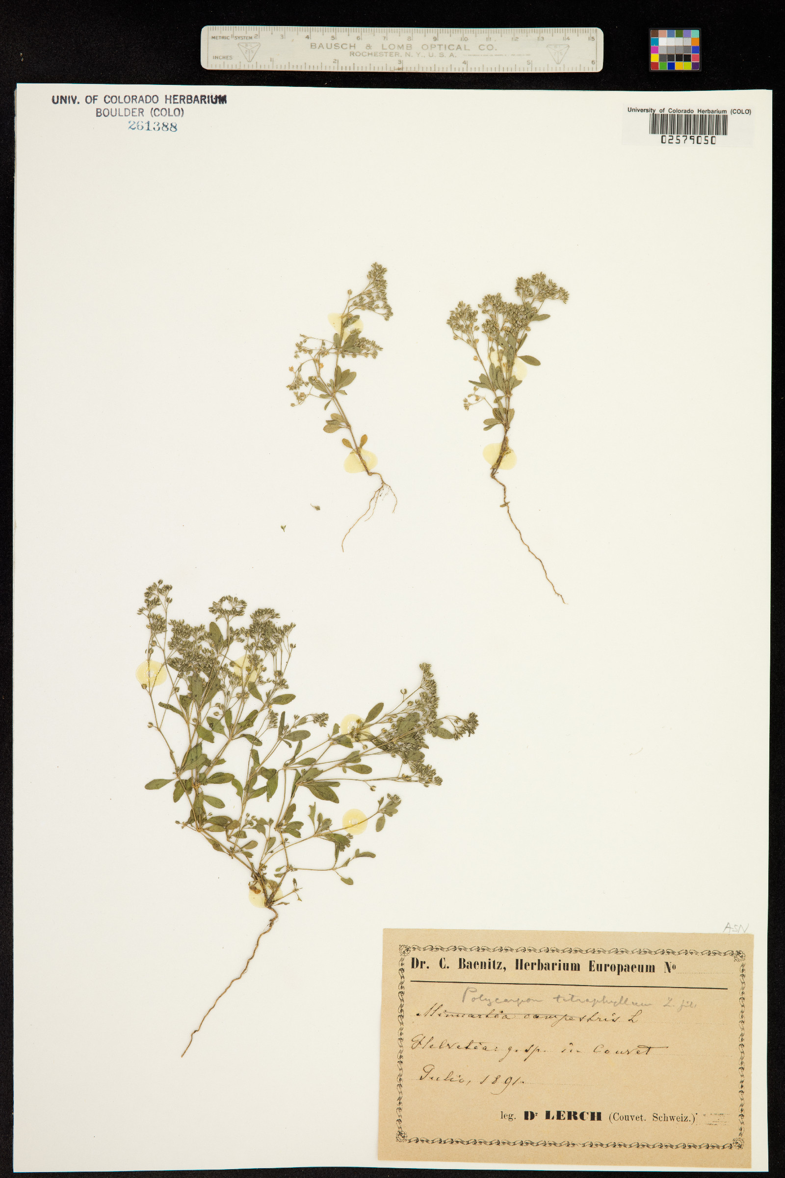 Polycarpon tetraphyllum image