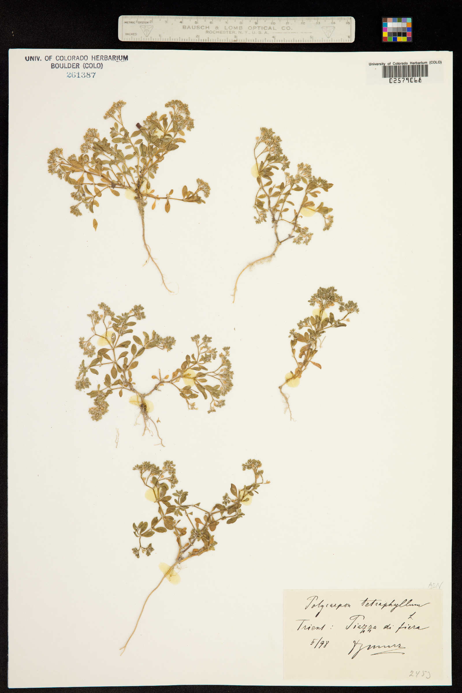 Polycarpon tetraphyllum image