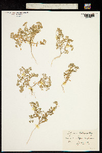 Image of Polycarpon tetraphyllum