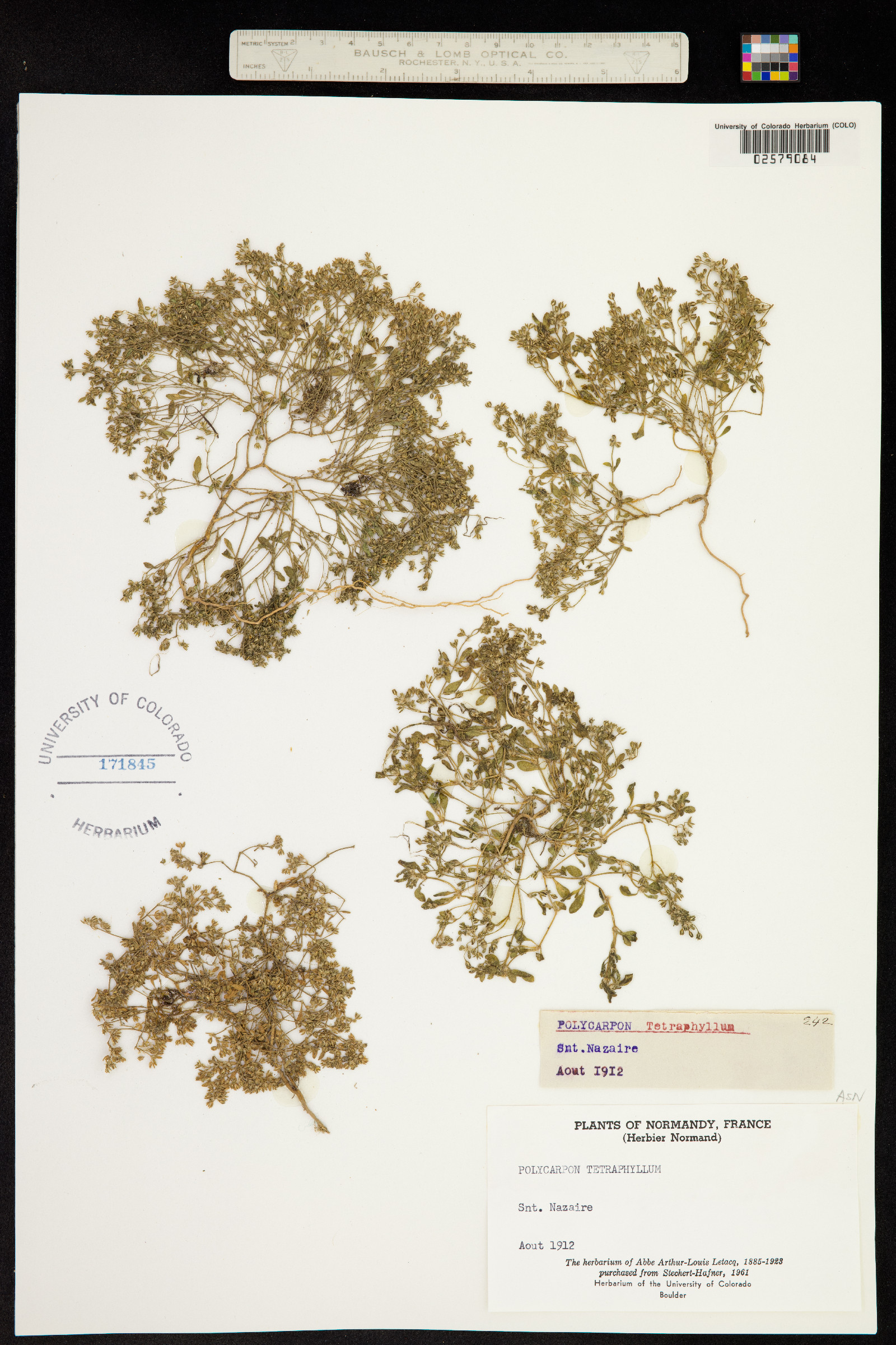 Polycarpon image