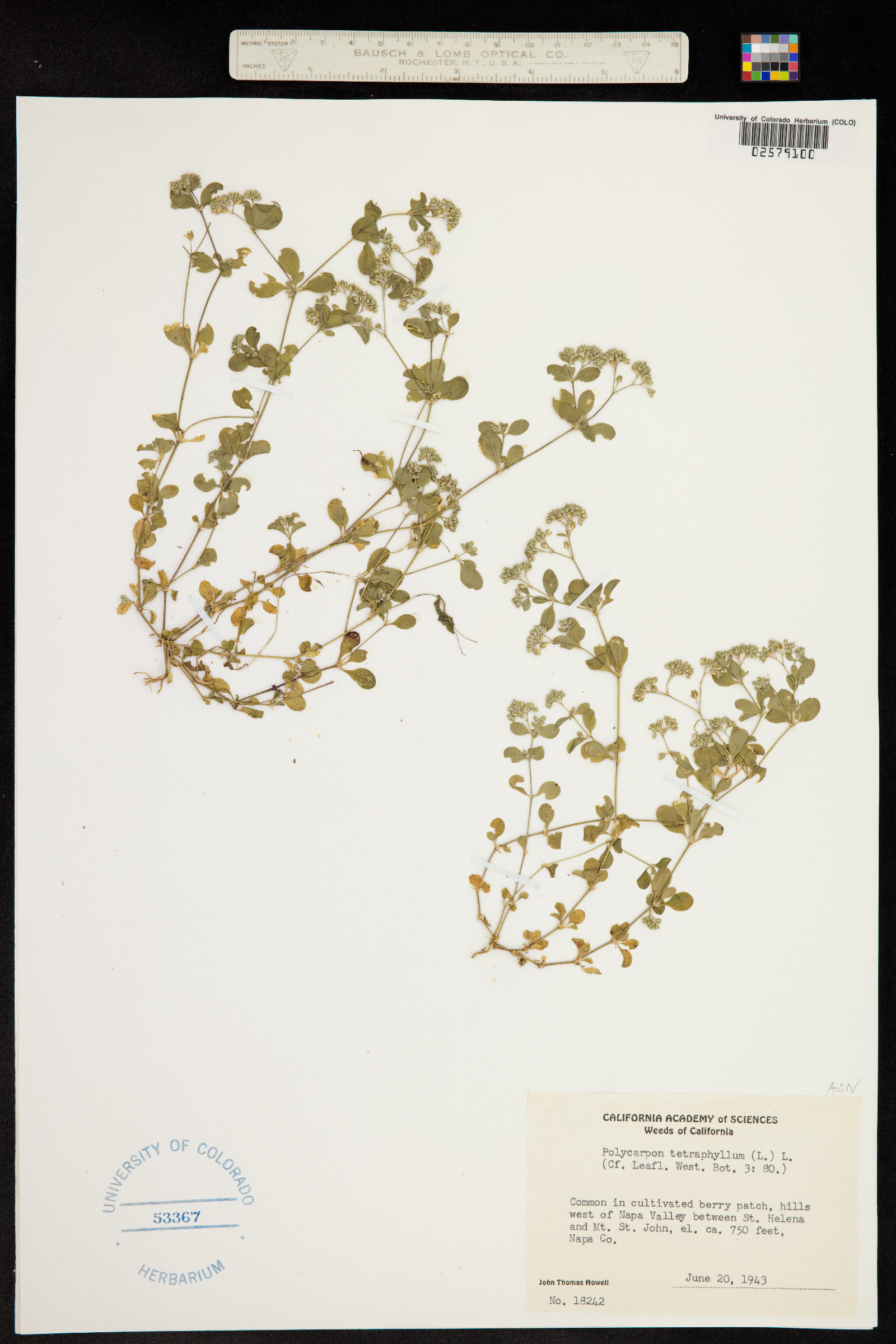 Polycarpon tetraphyllum image