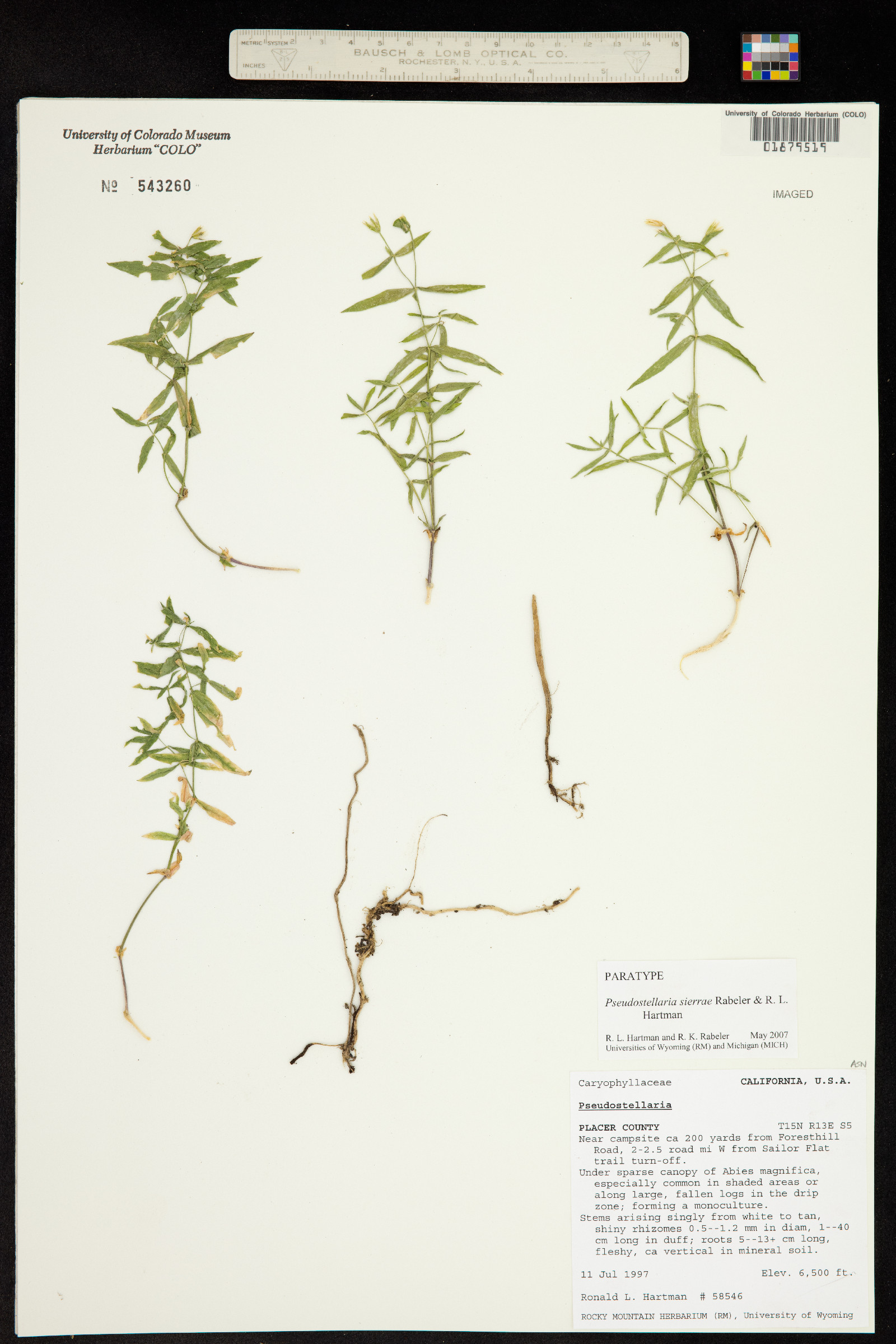 Pseudostellaria heterantha image
