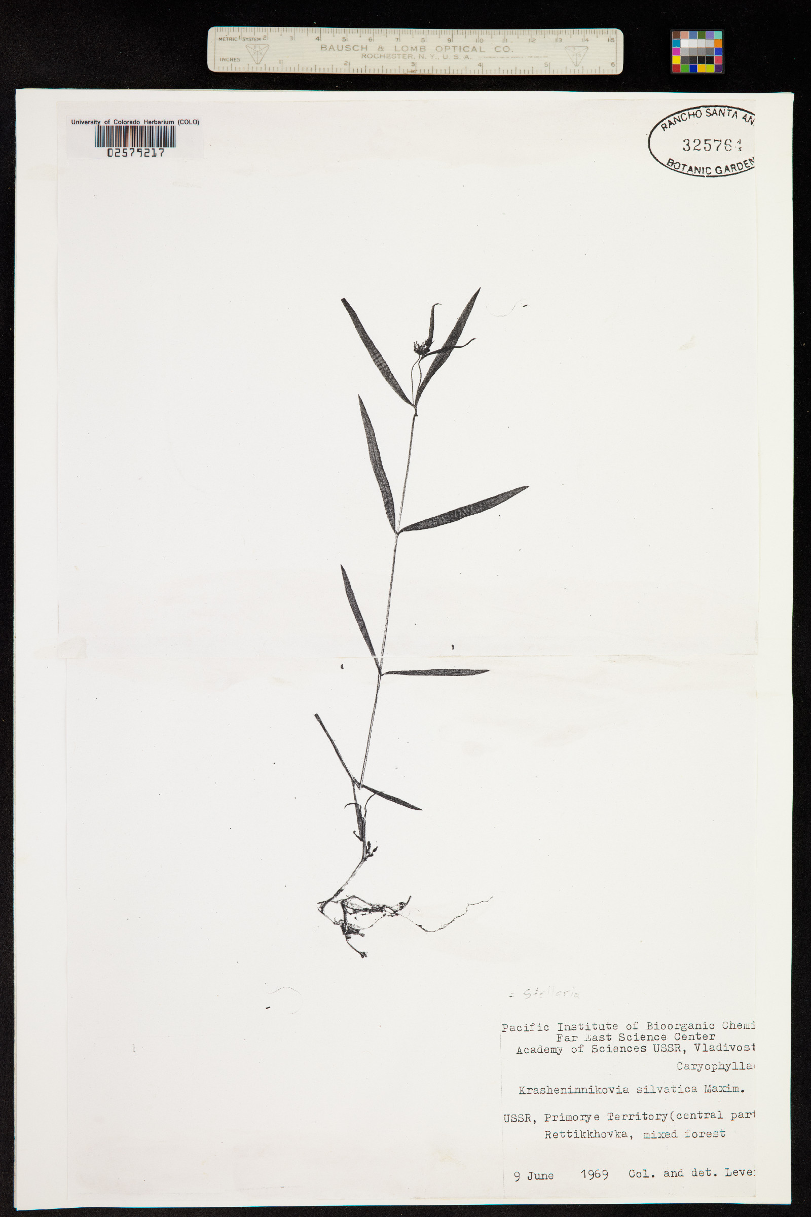 Pseudostellaria sylvatica image