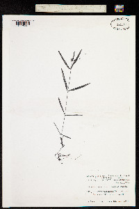 Image of Pseudostellaria sylvatica