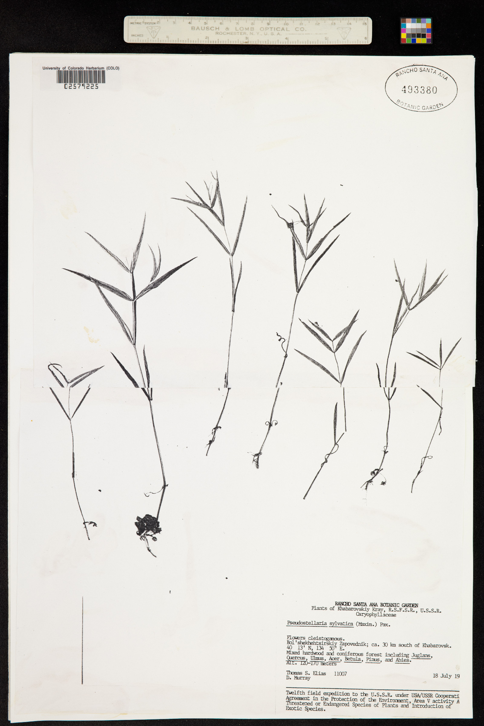 Pseudostellaria sylvatica image