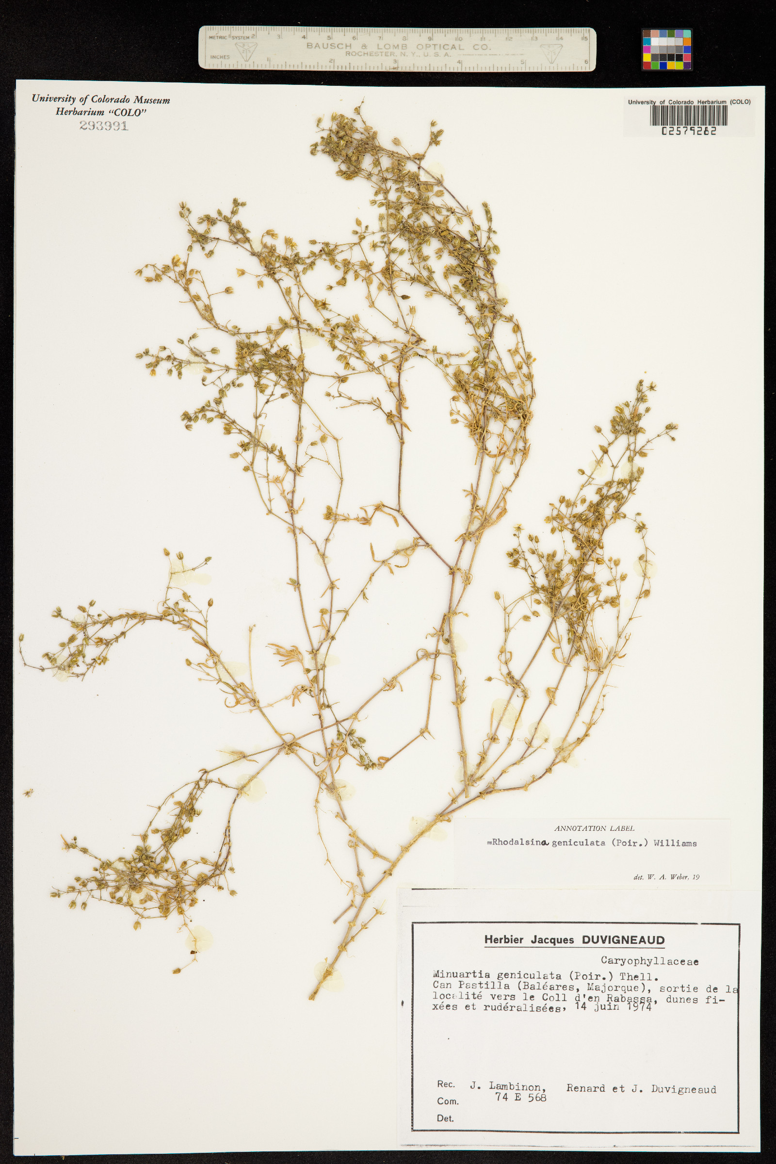 Rhodalsine geniculata image