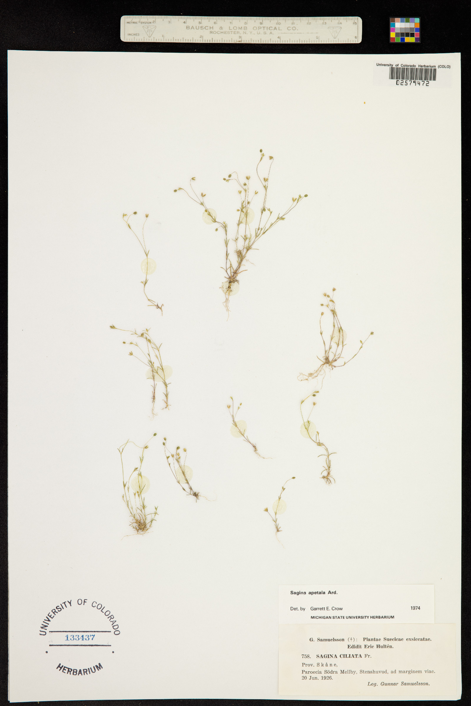 Sagina apetala image