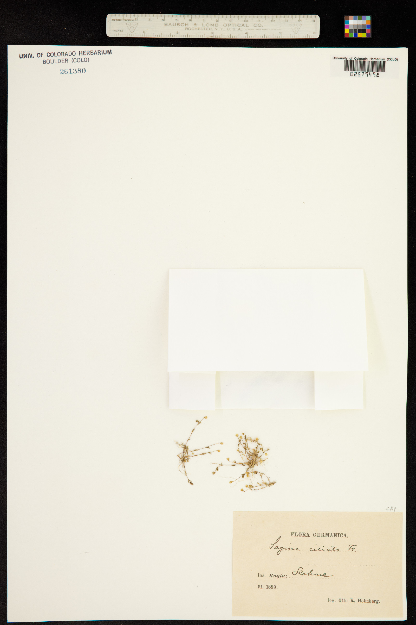 Sagina apetala image