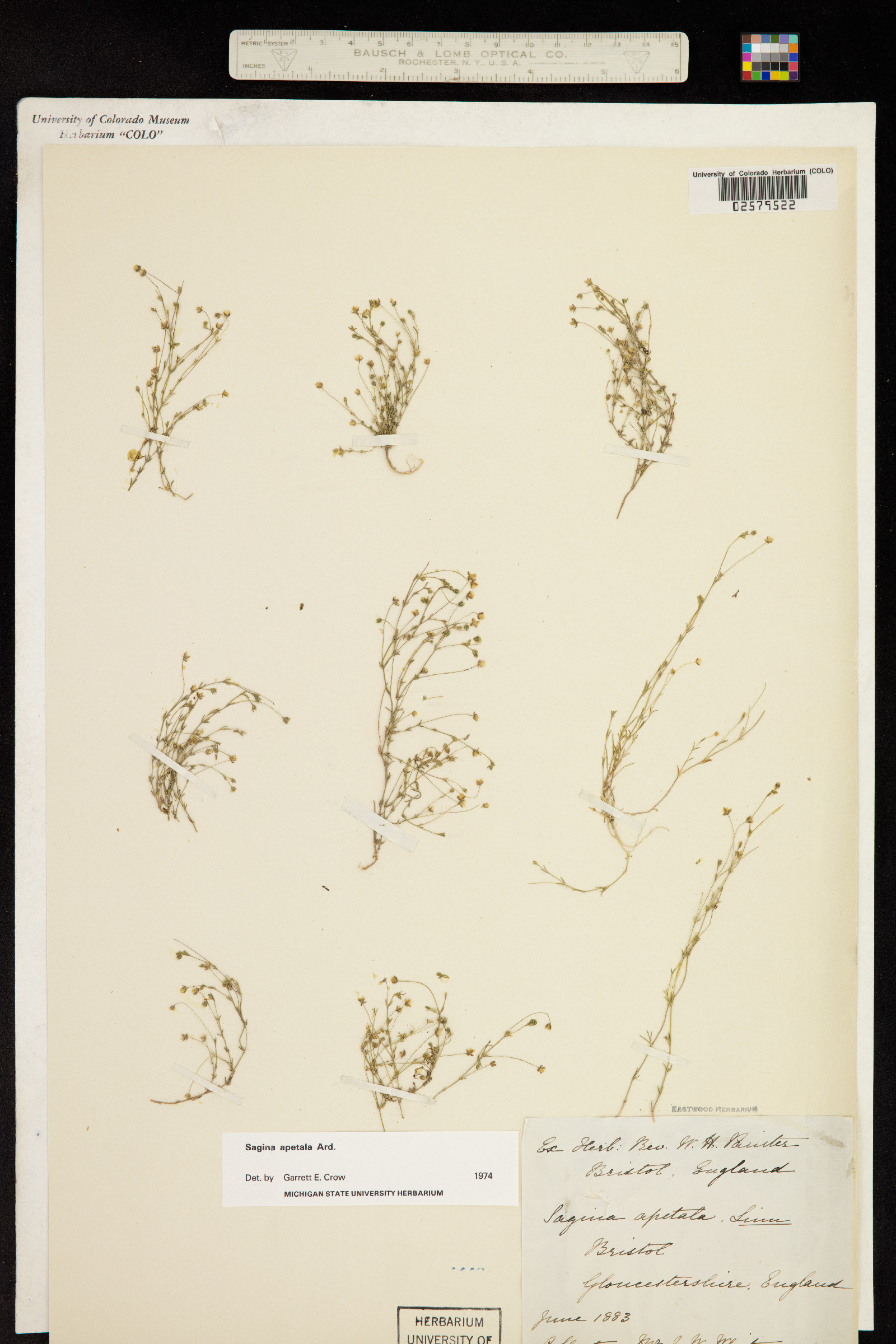 Sagina apetala image