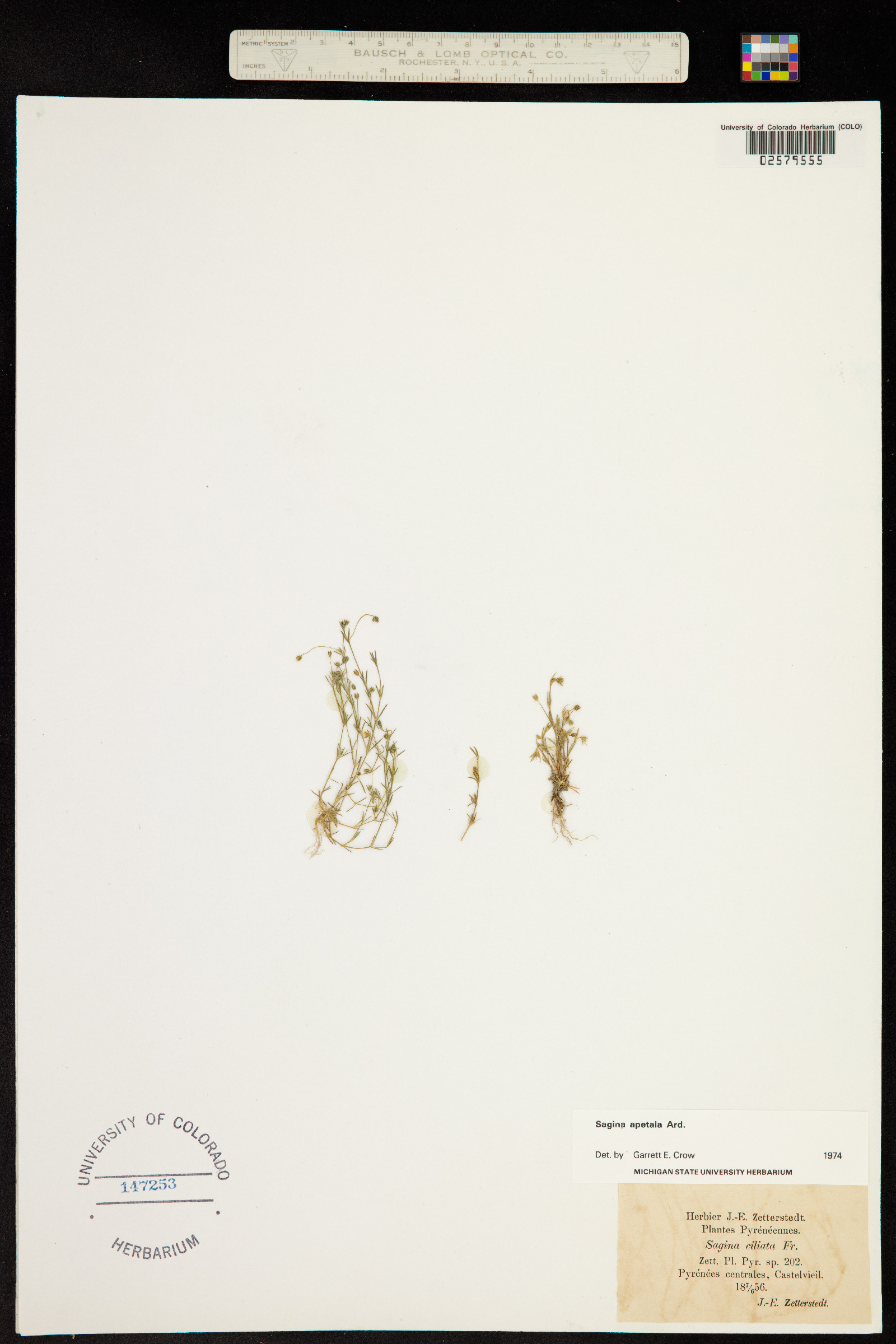 Sagina apetala image