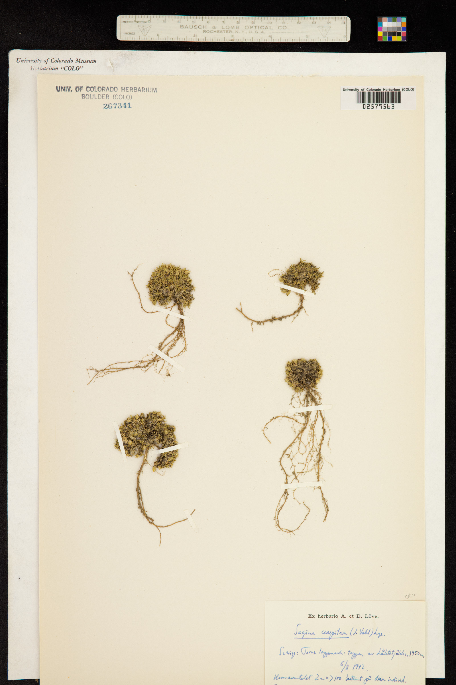 Sagina caespitosa image