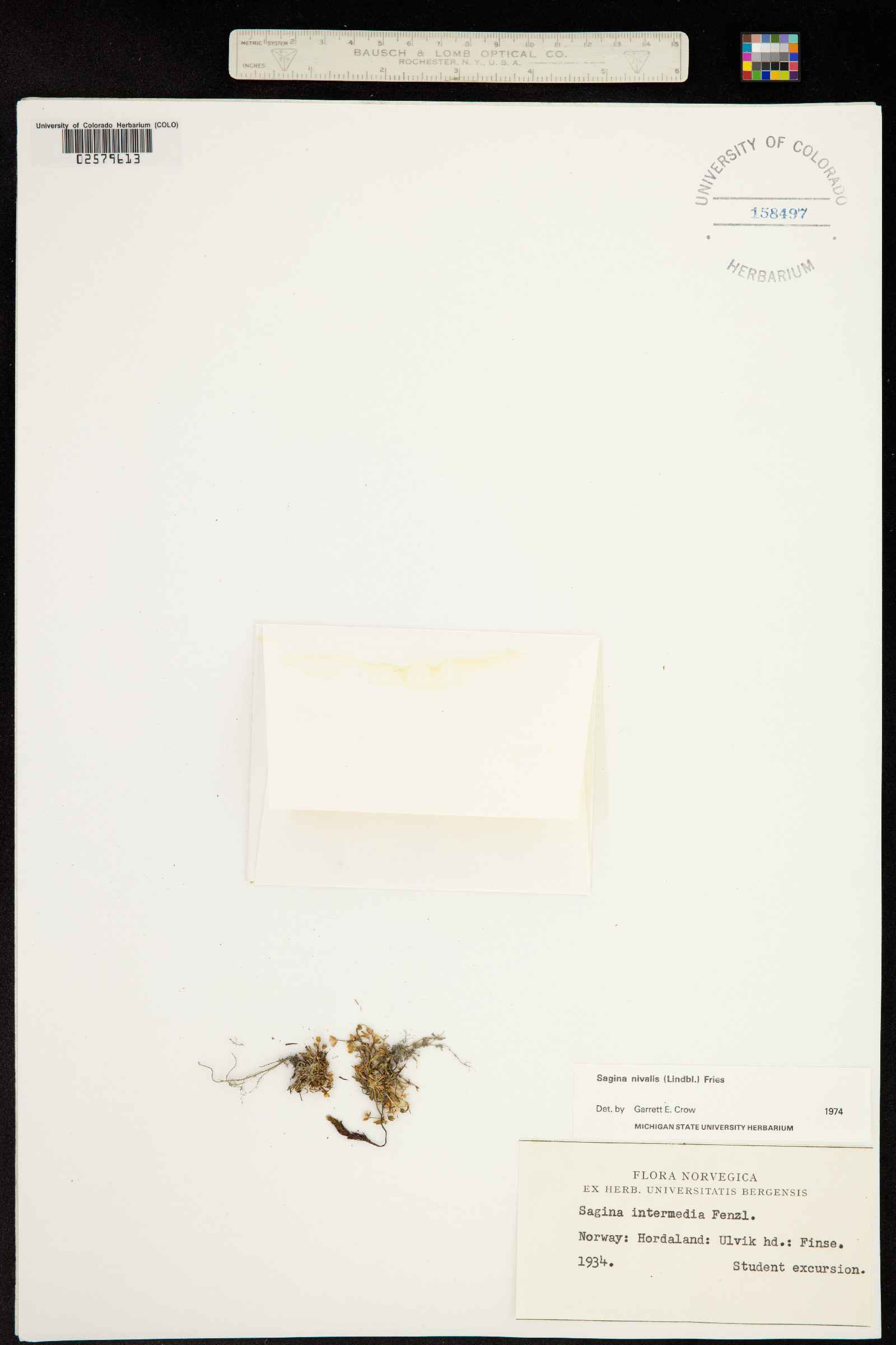Sagina nivalis image