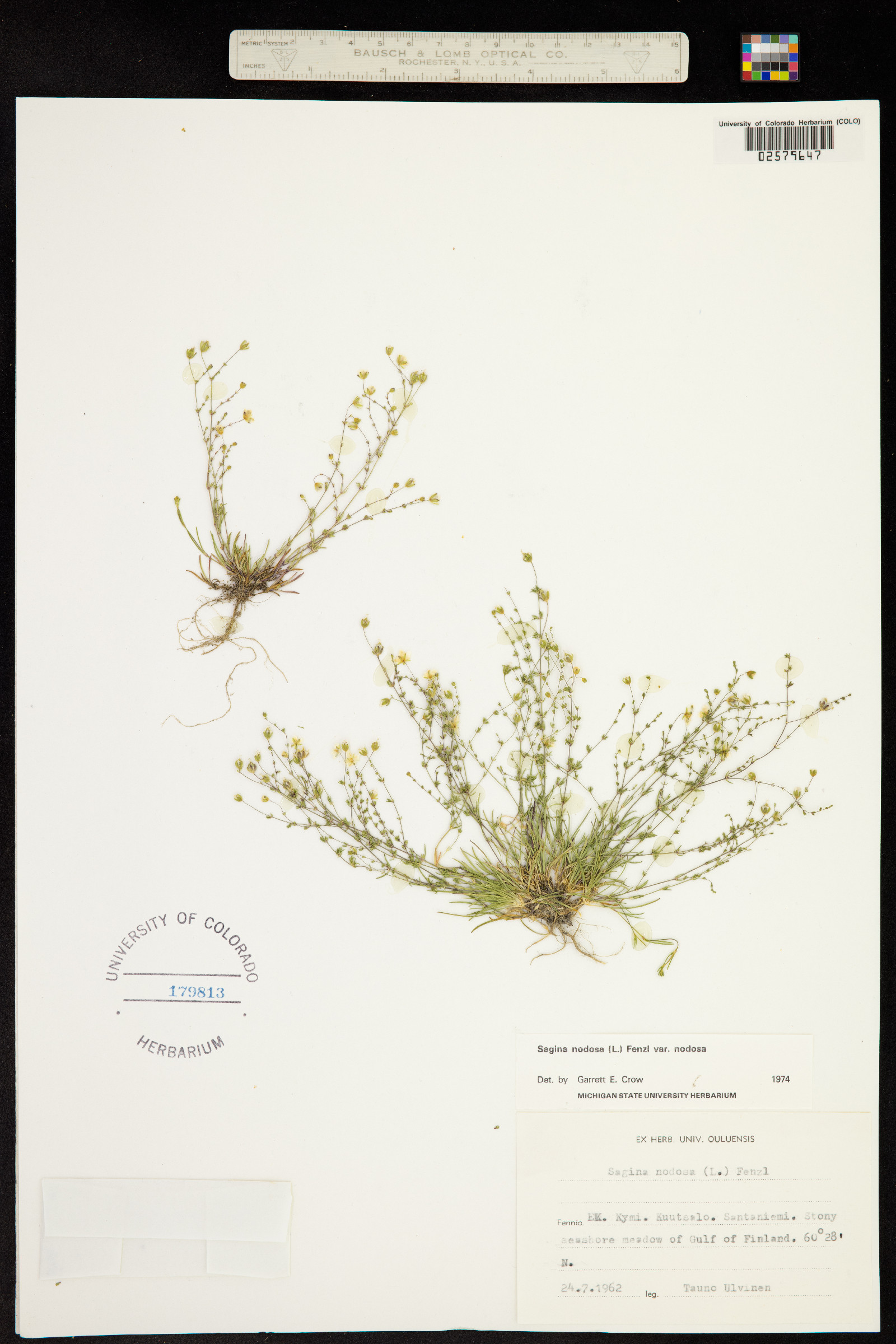 Sagina nodosa image