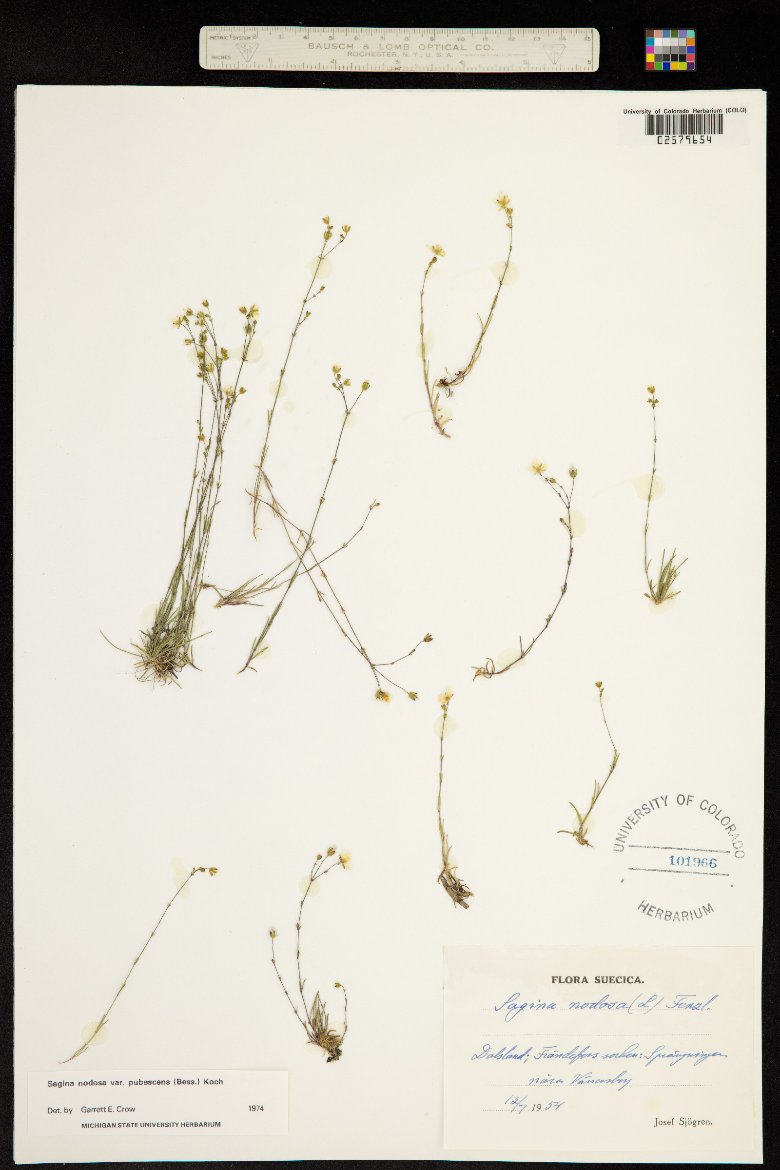 Sagina nodosa image