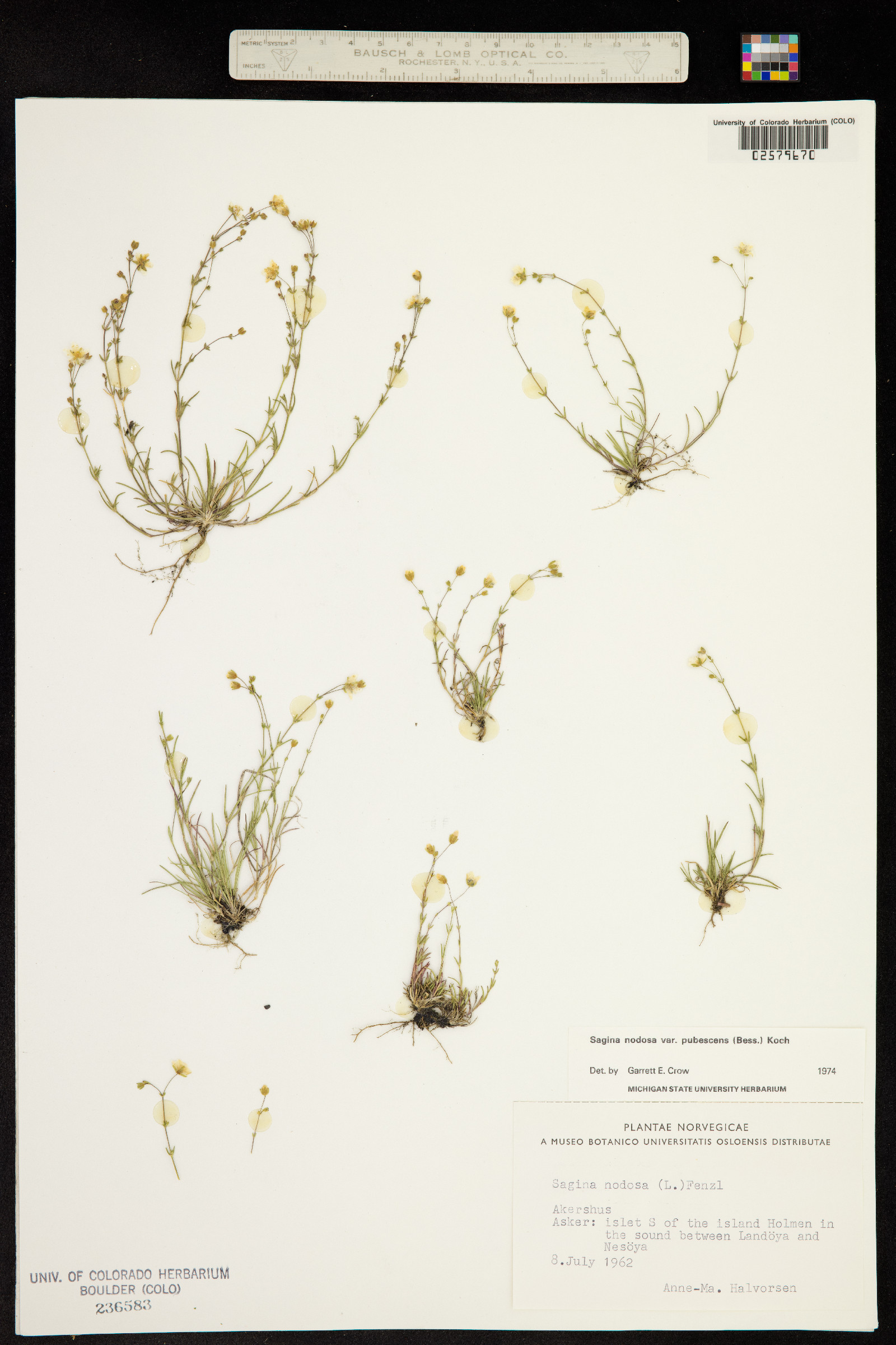 Sagina nodosa image