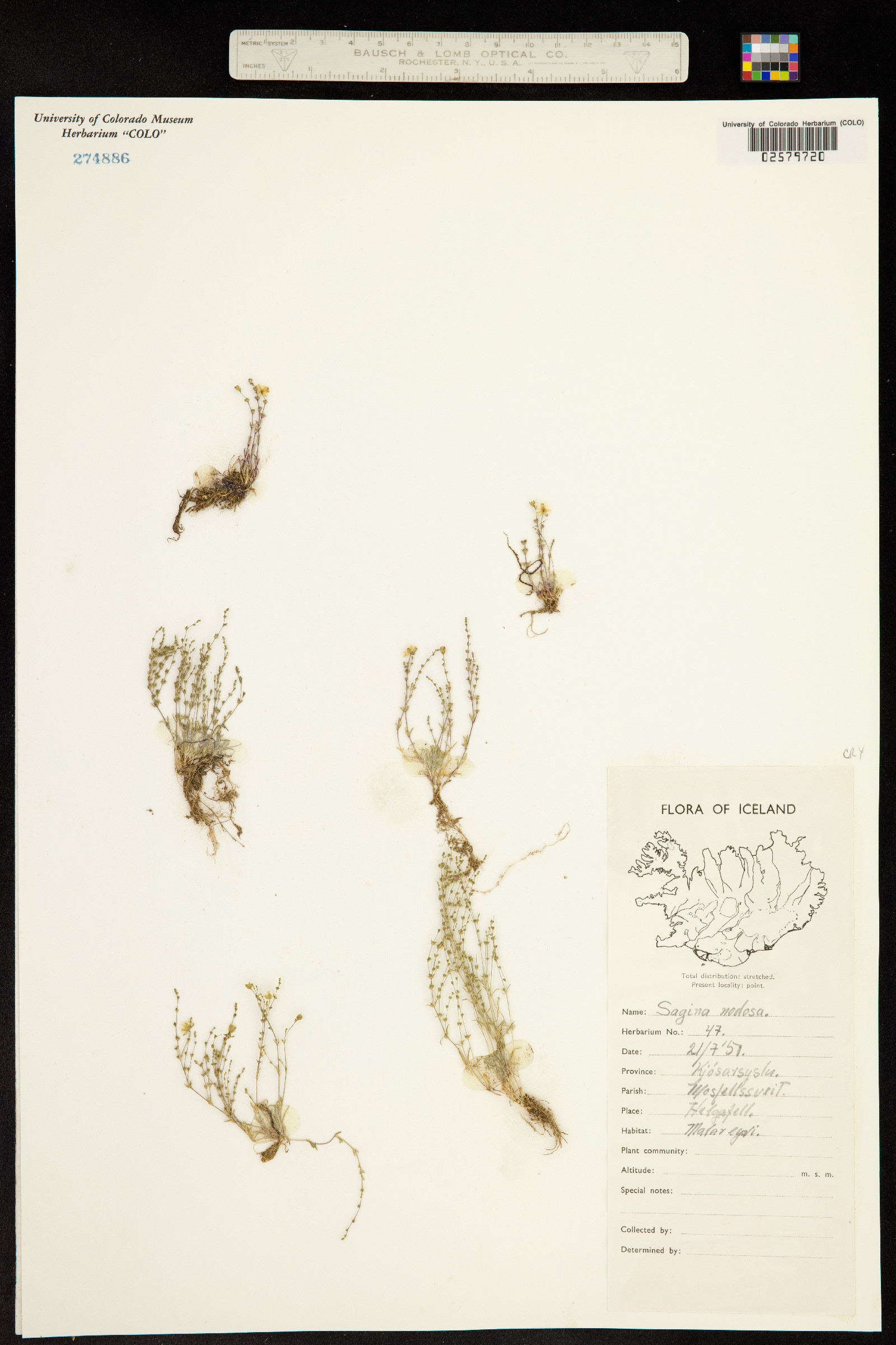 Sagina nodosa image