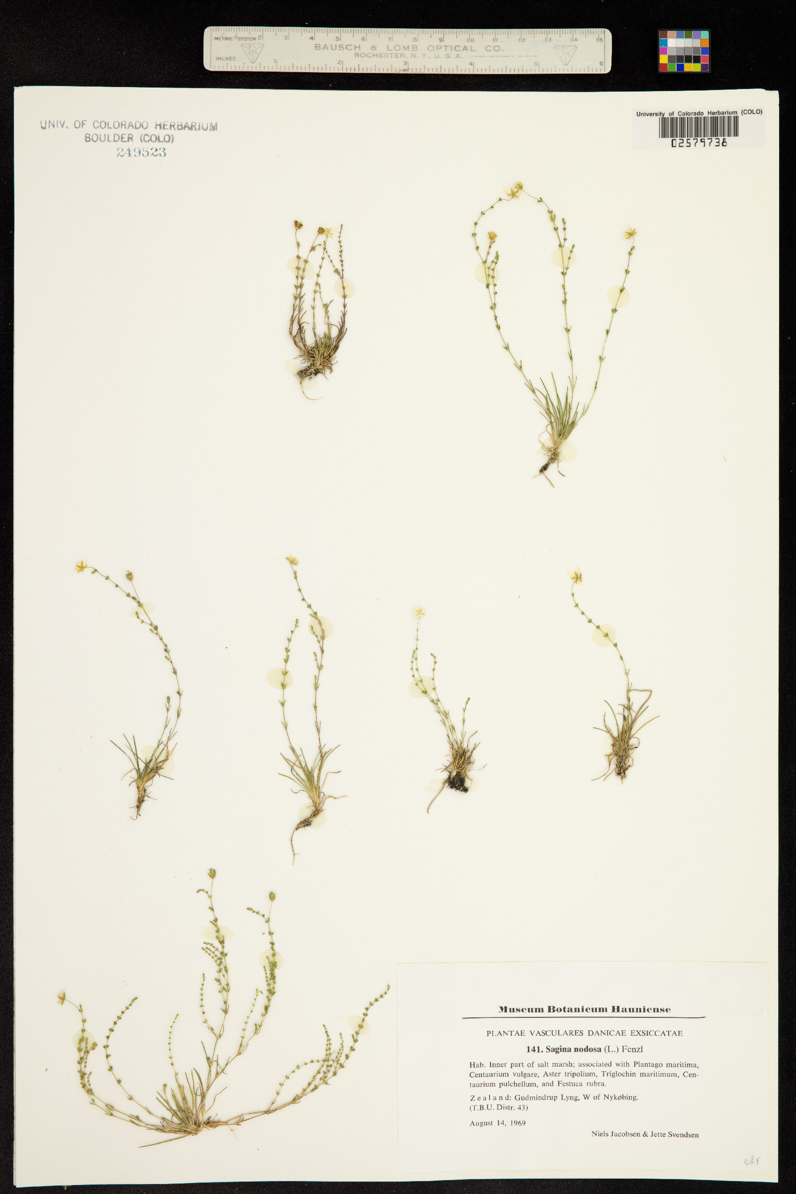Sagina nodosa image