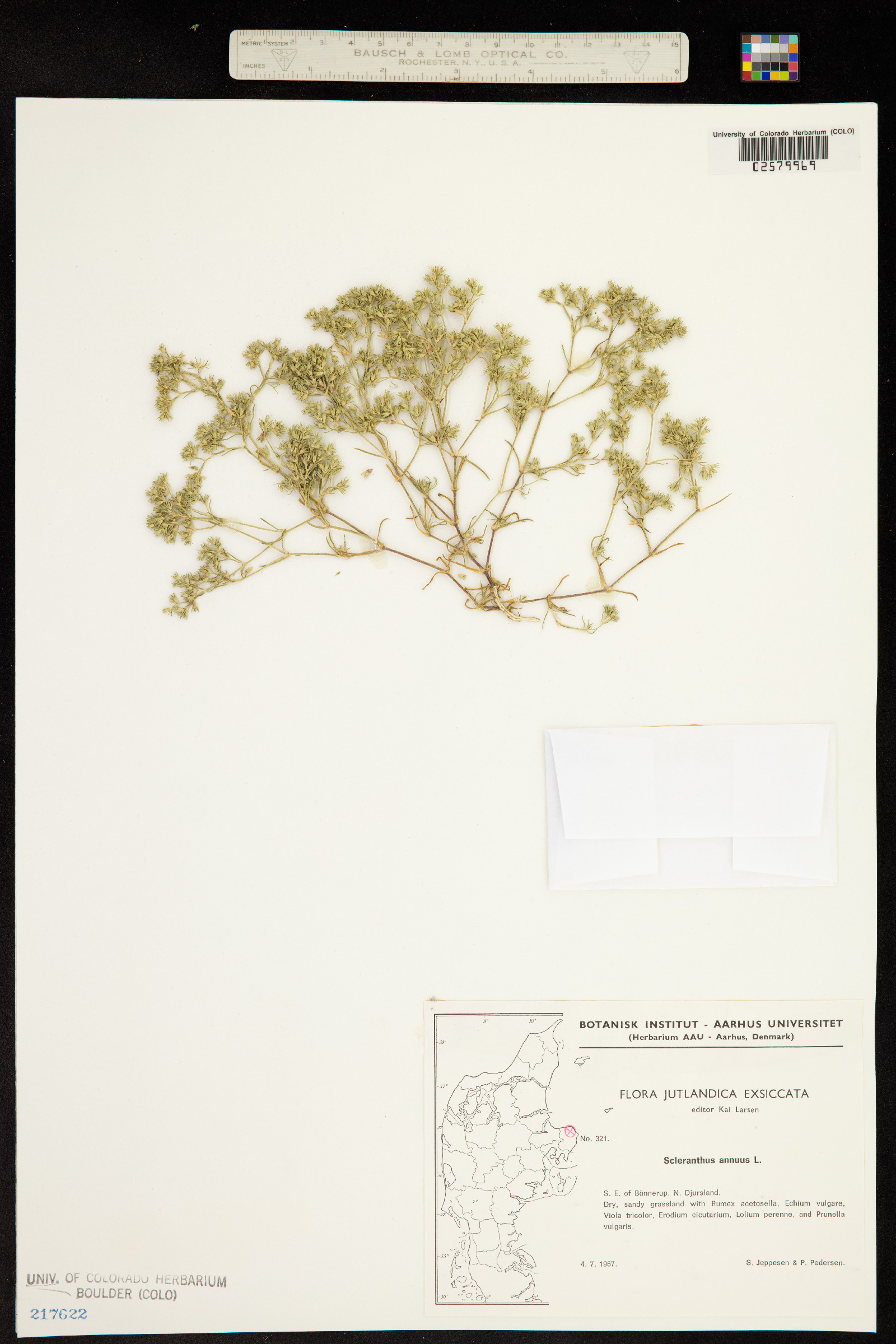 Scleranthus annuus image