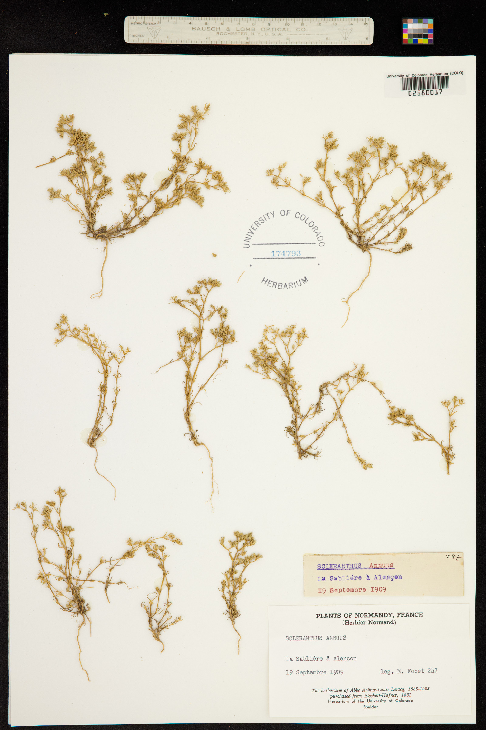 Scleranthus annuus image
