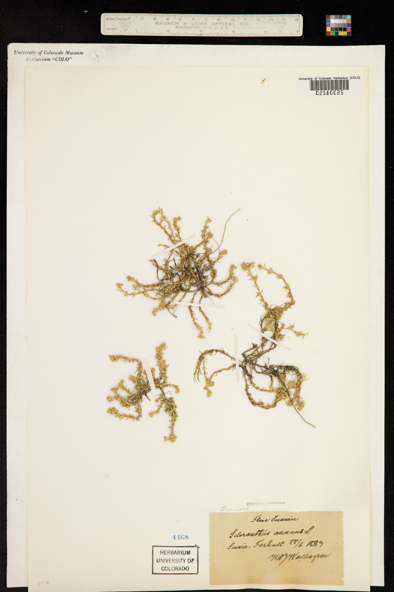 Scleranthus annuus image