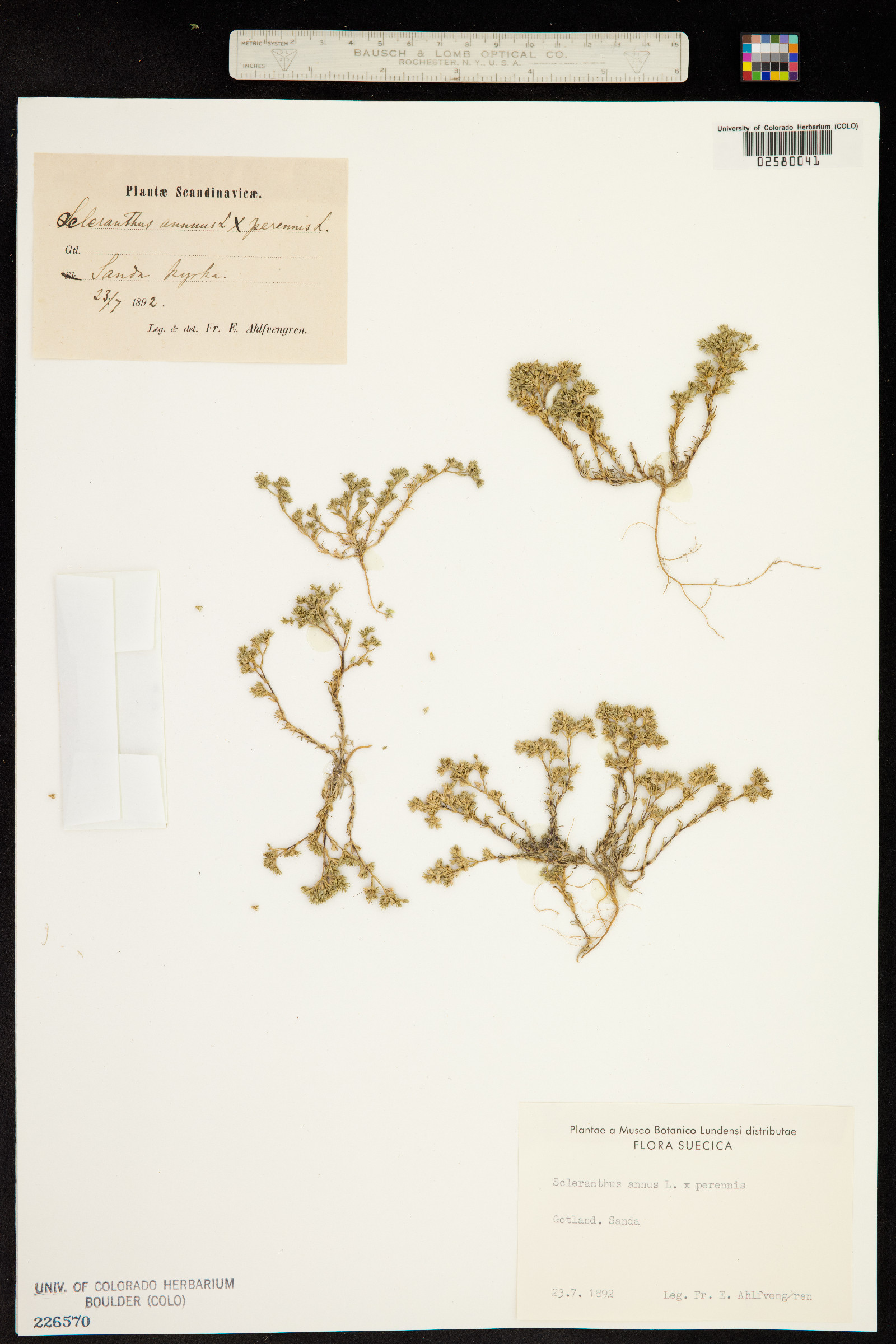 Scleranthus annuus image