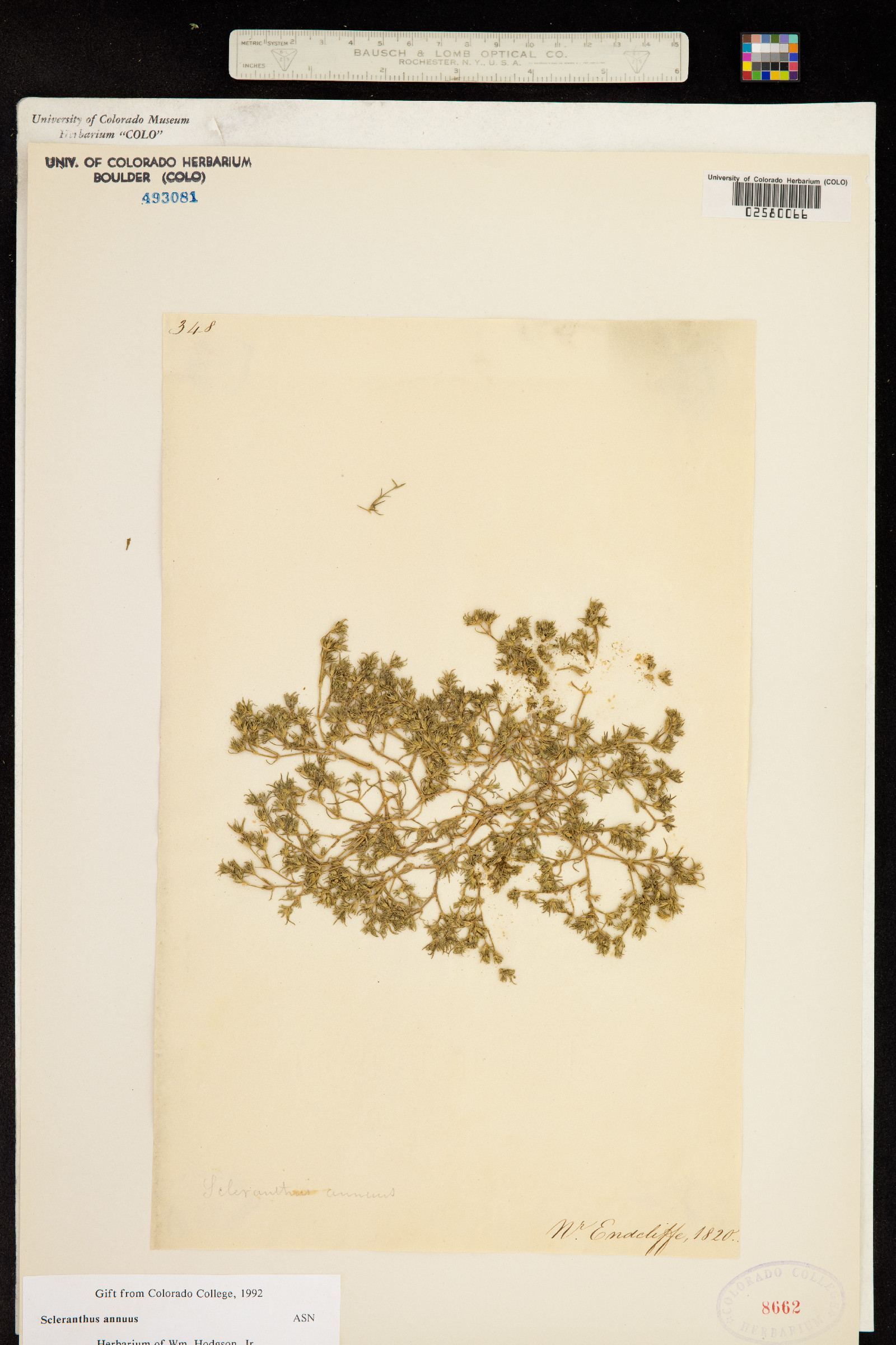 Scleranthus image