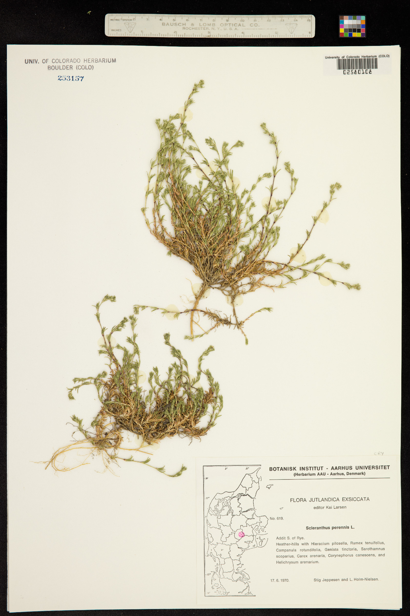Scleranthus perennis image
