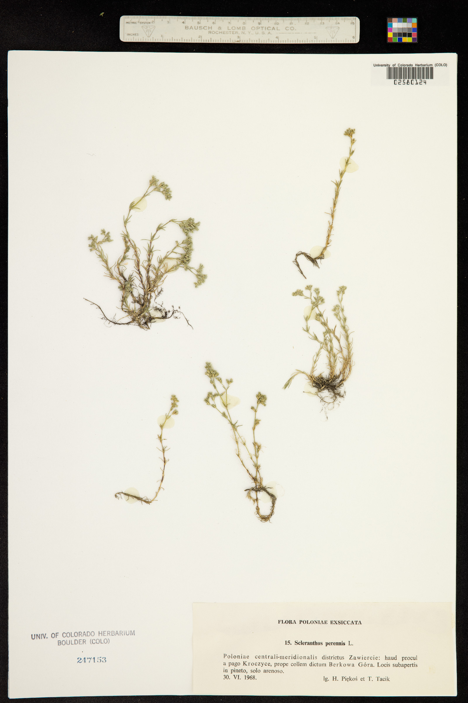 Scleranthus perennis image