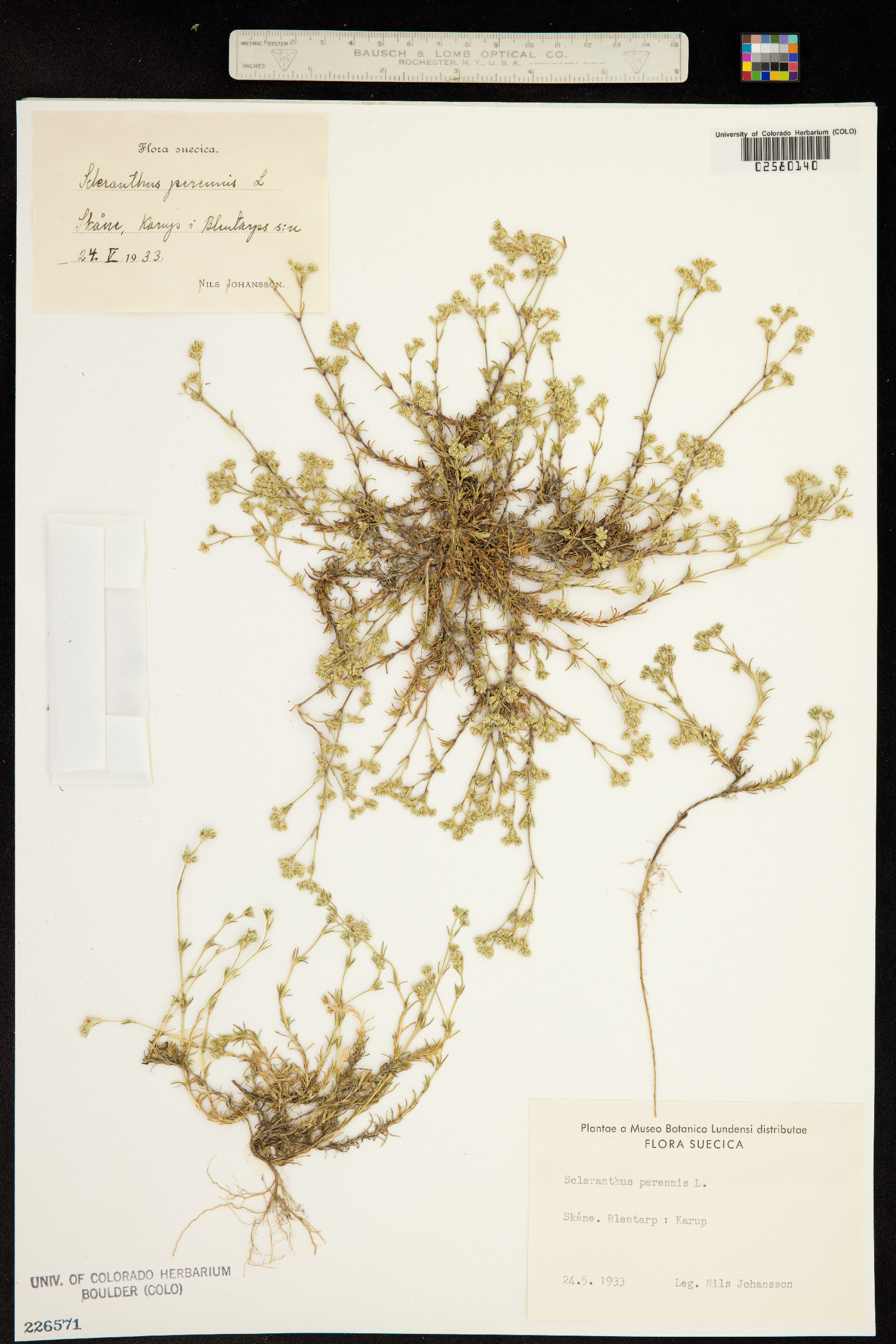 Scleranthus perennis image