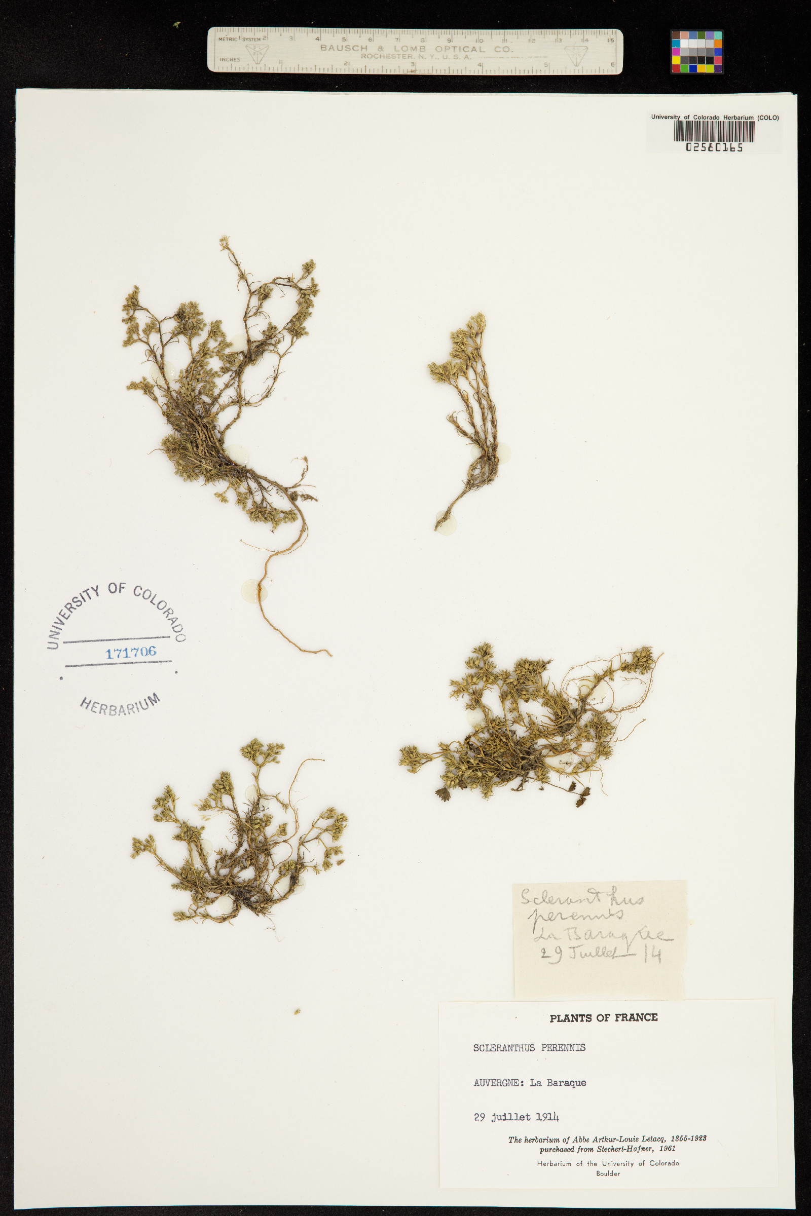 Scleranthus perennis image