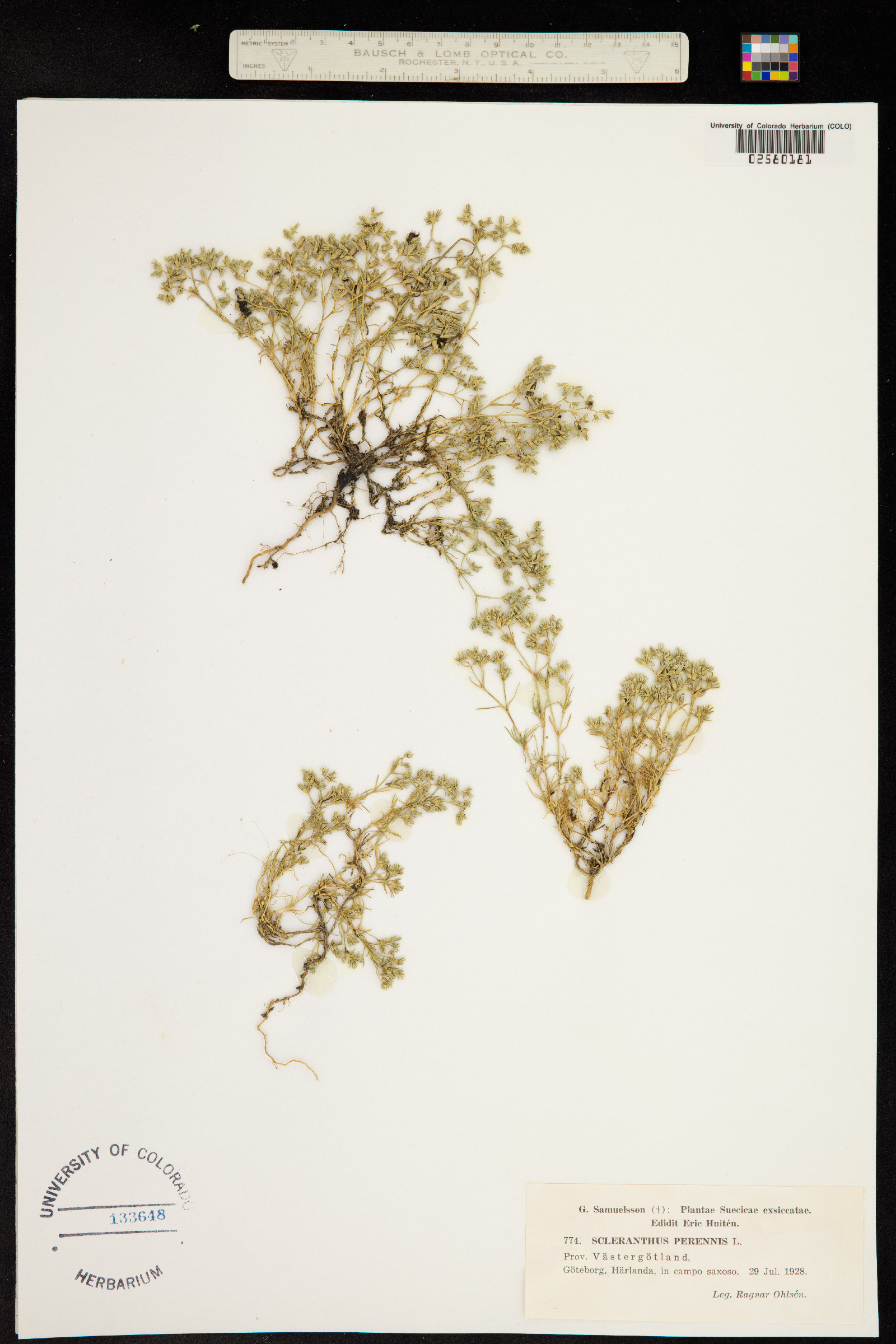 Scleranthus perennis image