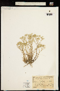 Image of Scleranthus perennis