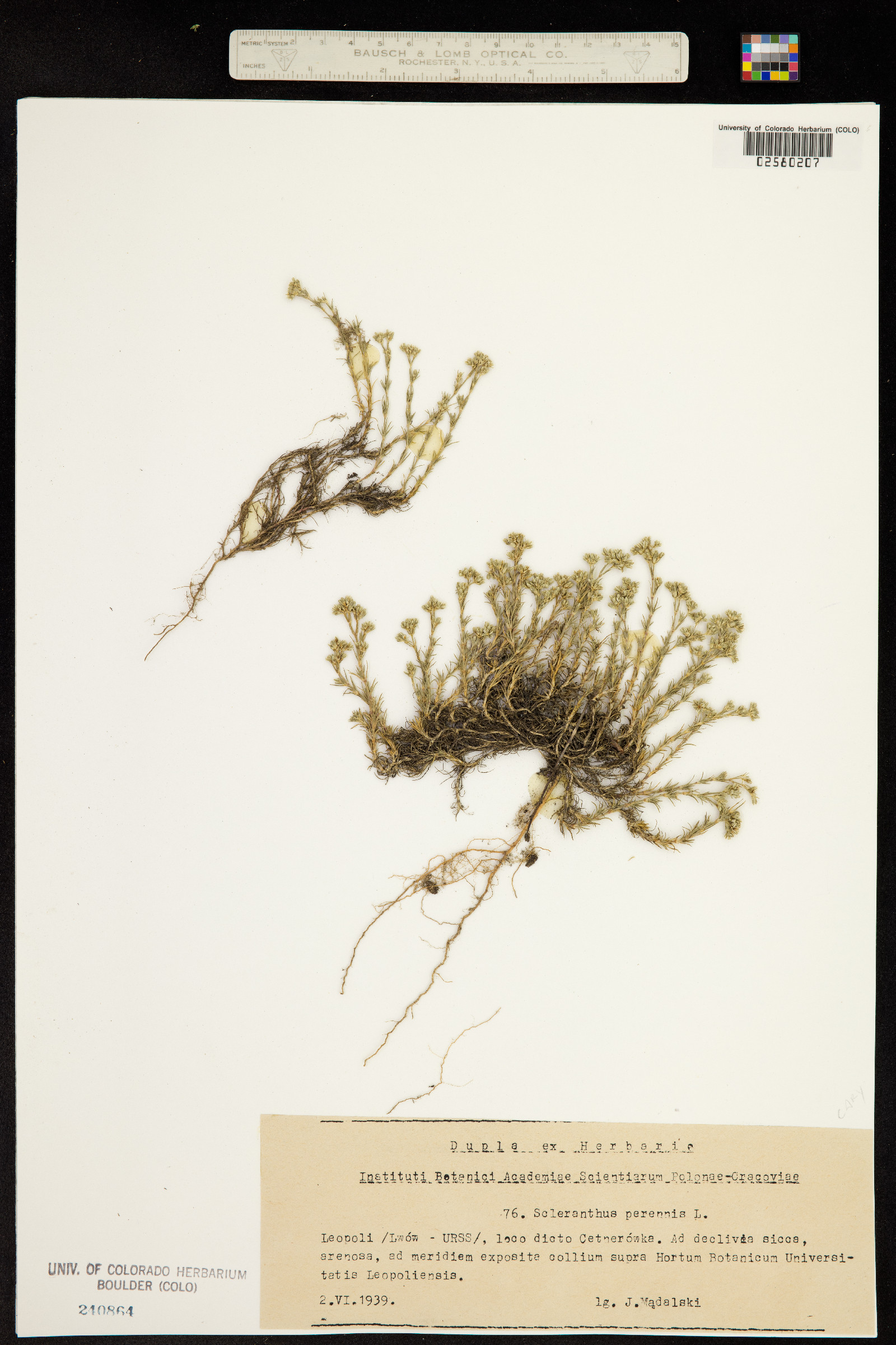 Scleranthus perennis image