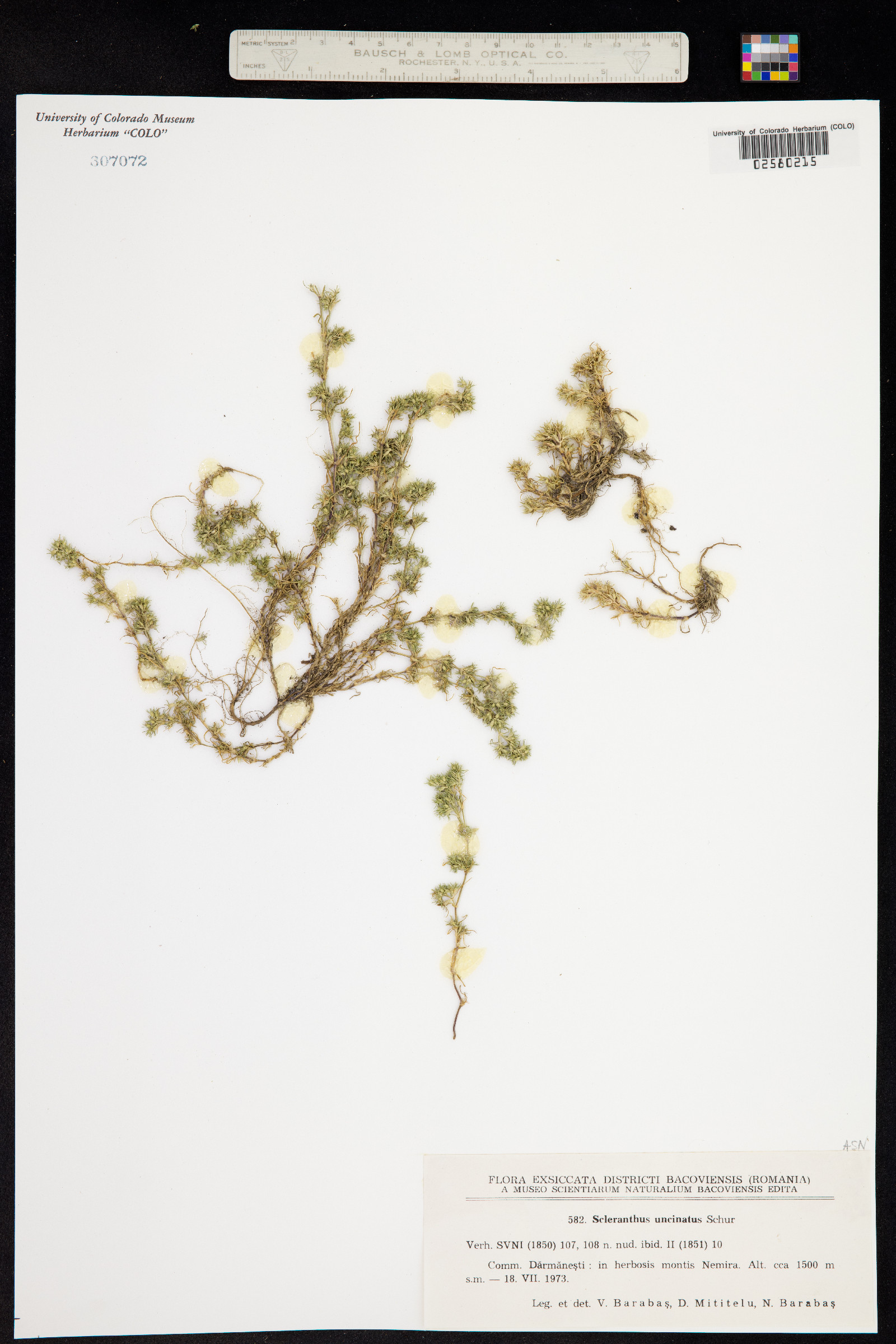 Scleranthus uncinatus image