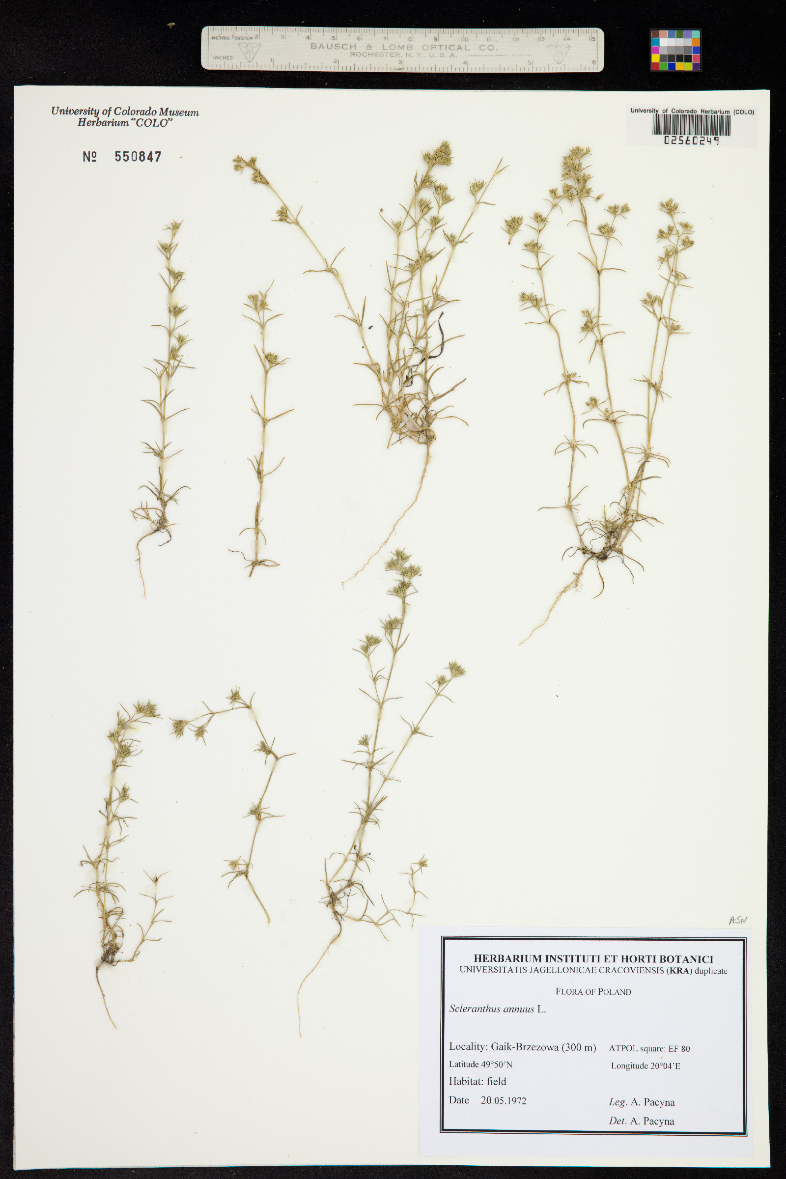 Scleranthus annuus image