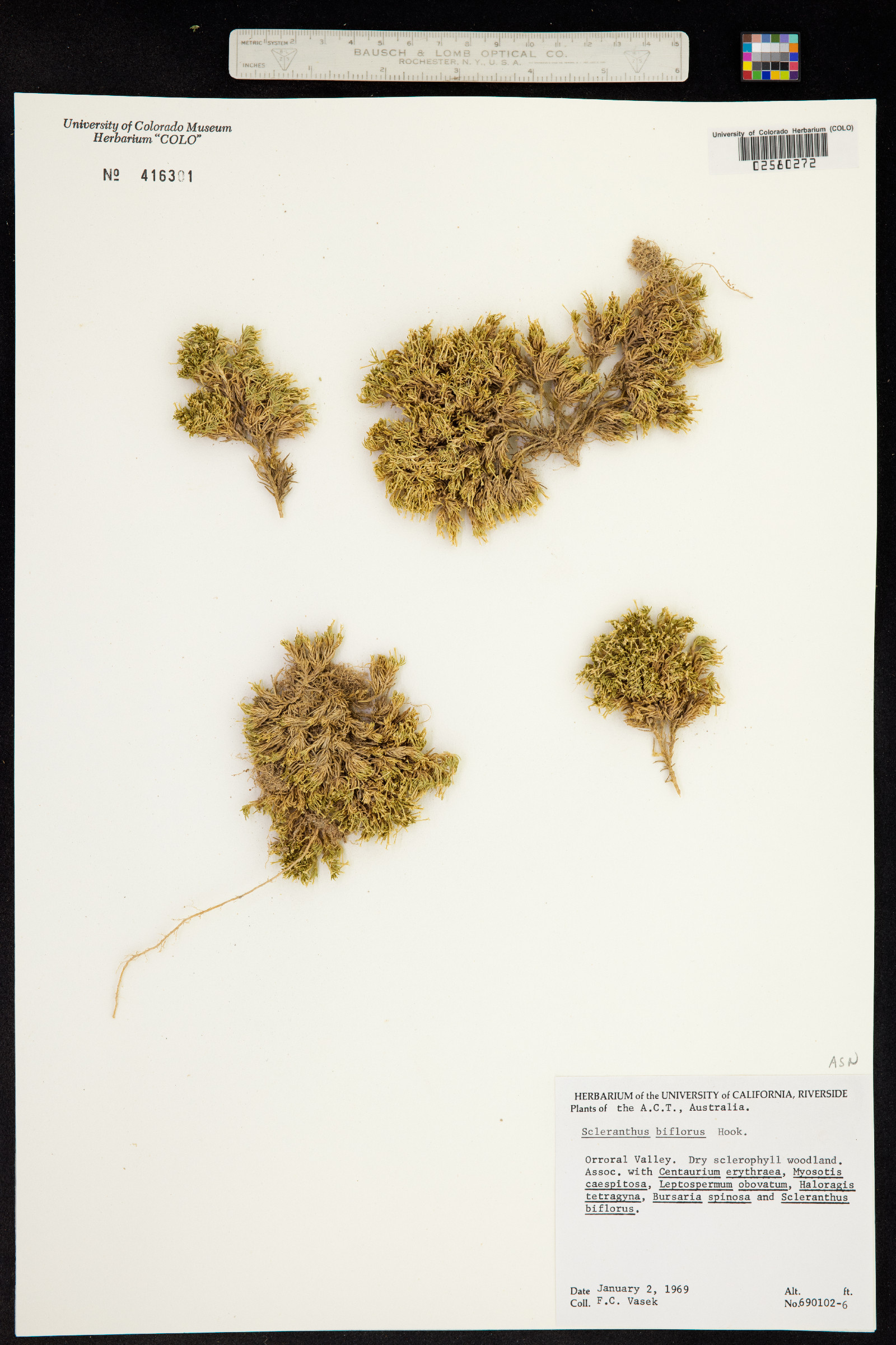 Scleranthus biflorus image