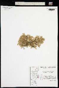 Scleranthus annuus subsp. polycarpos image