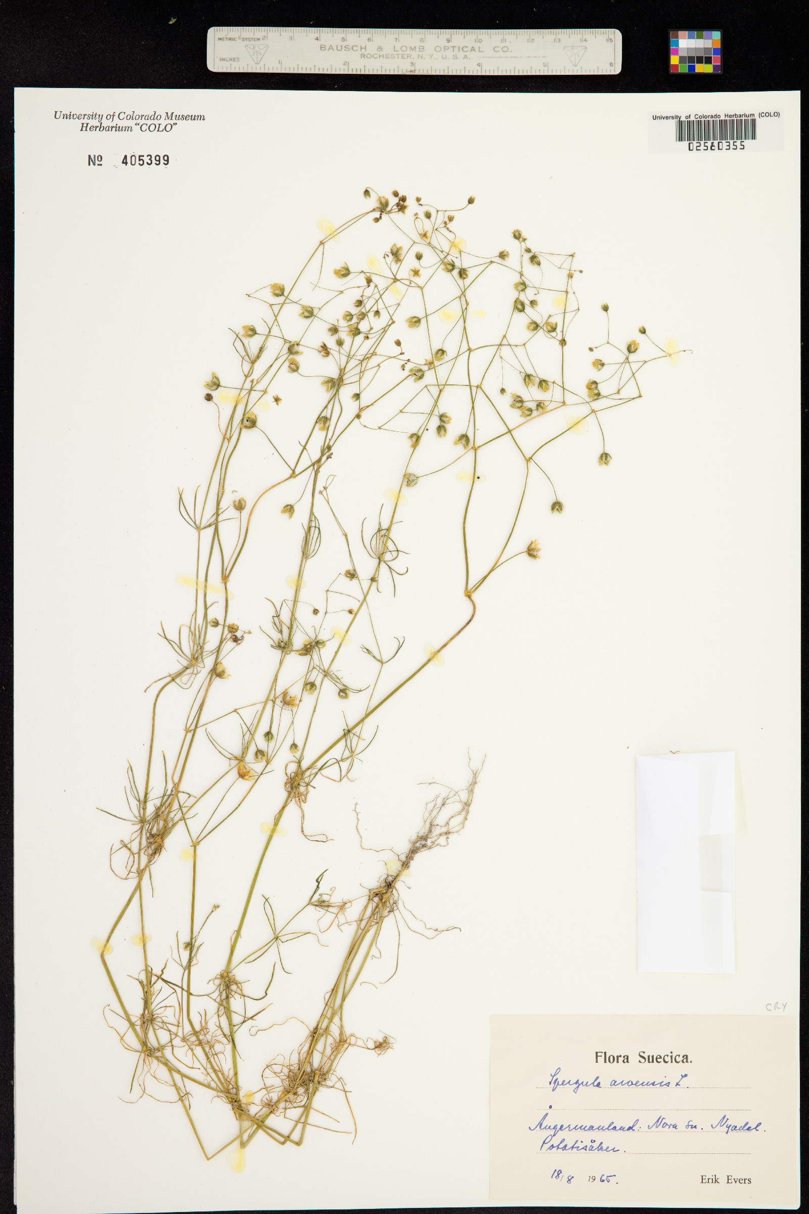 Spergula arvensis image