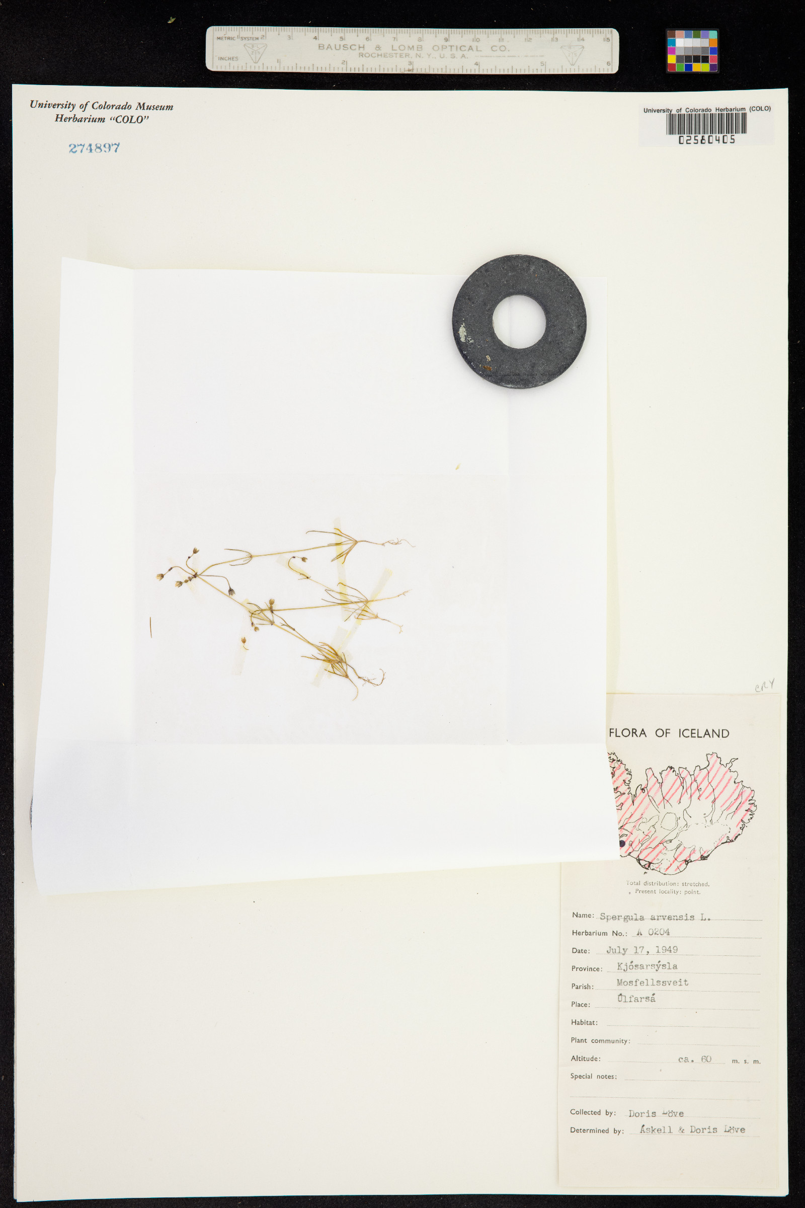 Spergula arvensis image