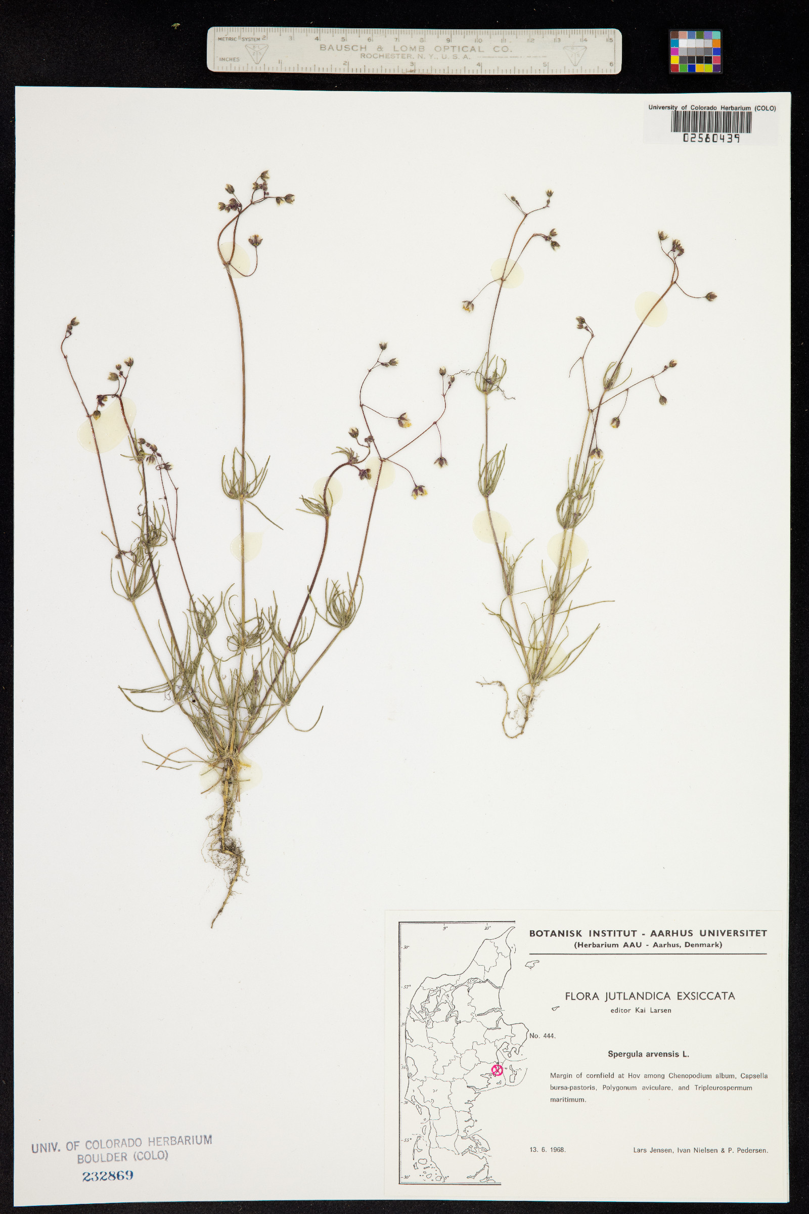 Spergula arvensis image