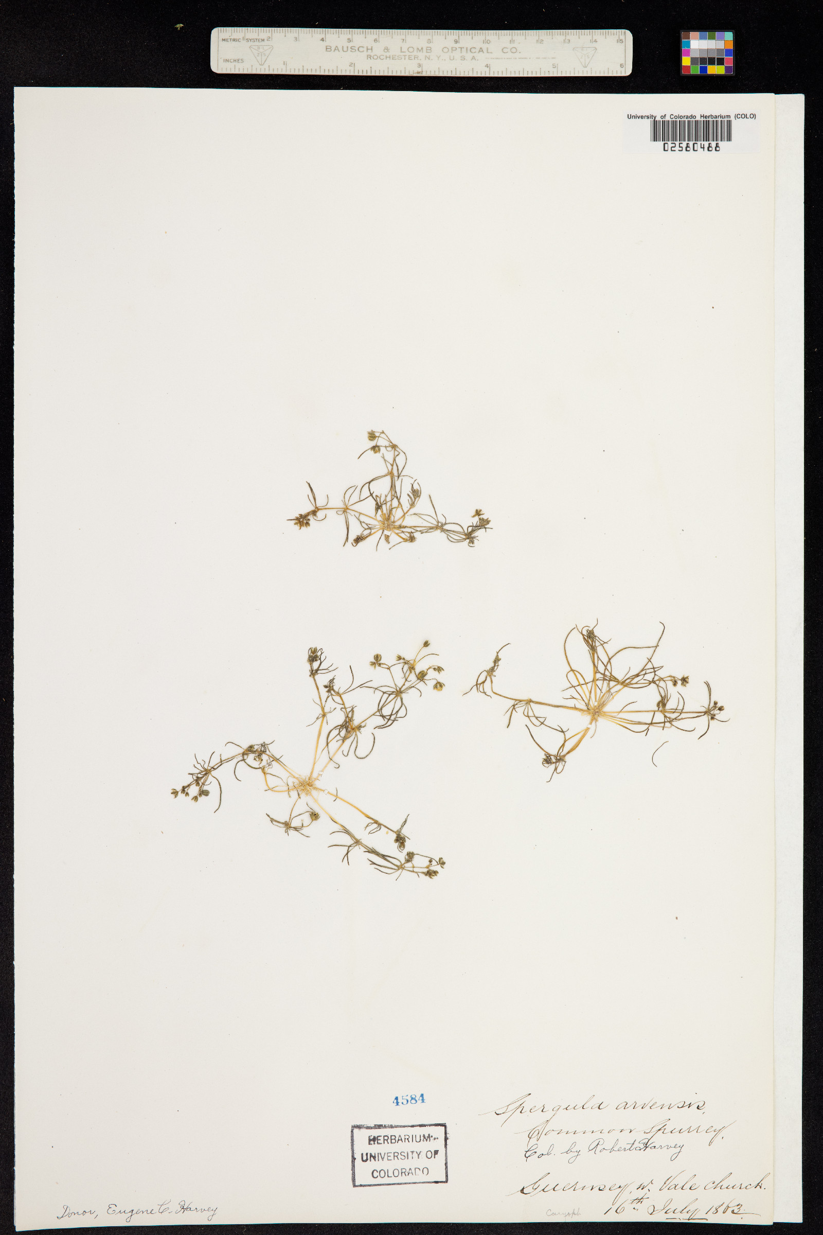 Spergula arvensis image