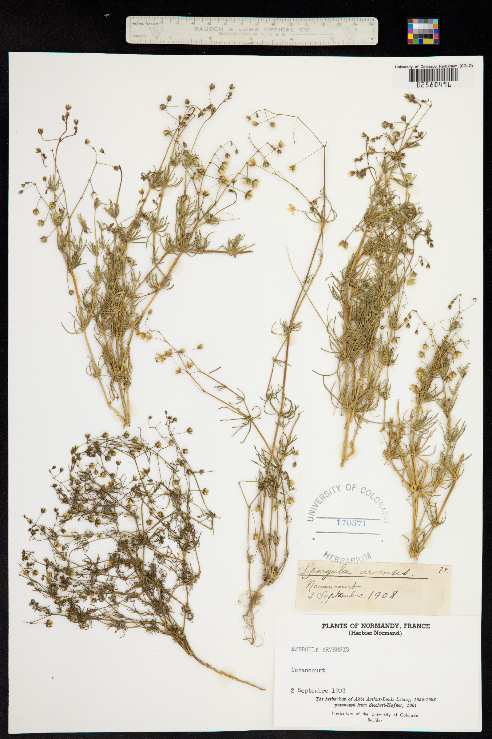 Spergula arvensis image