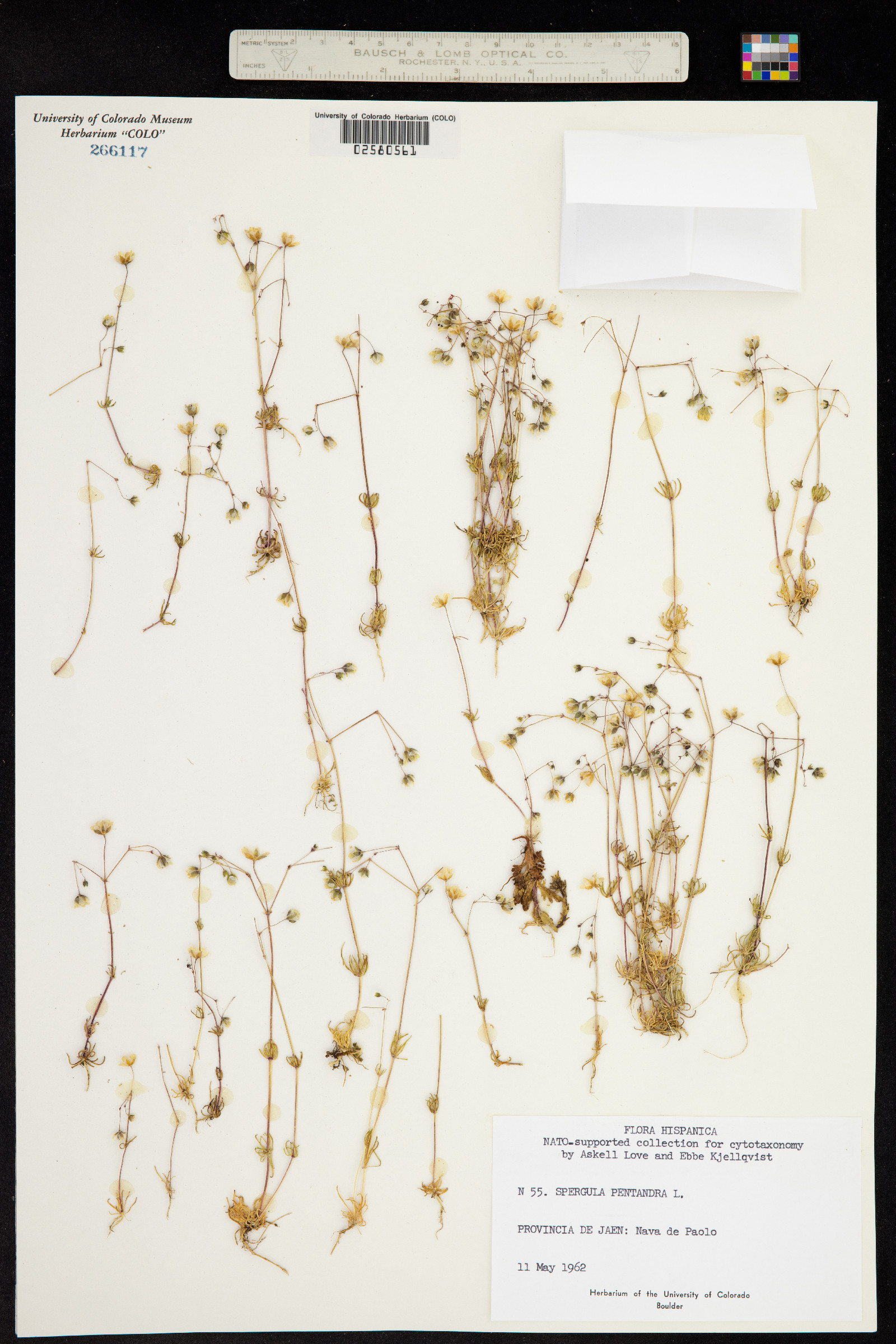 Spergula image