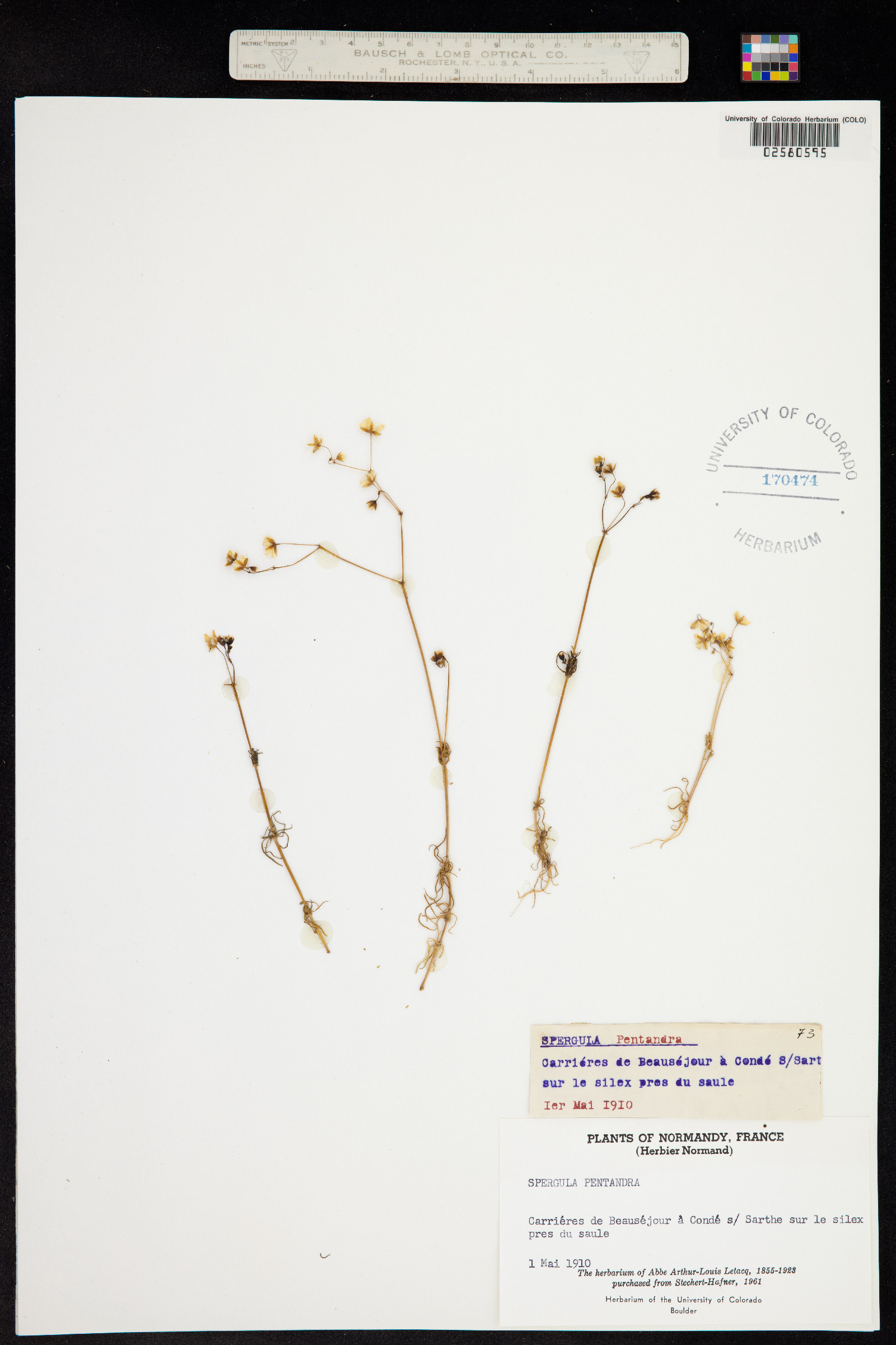 Spergula pentandra image