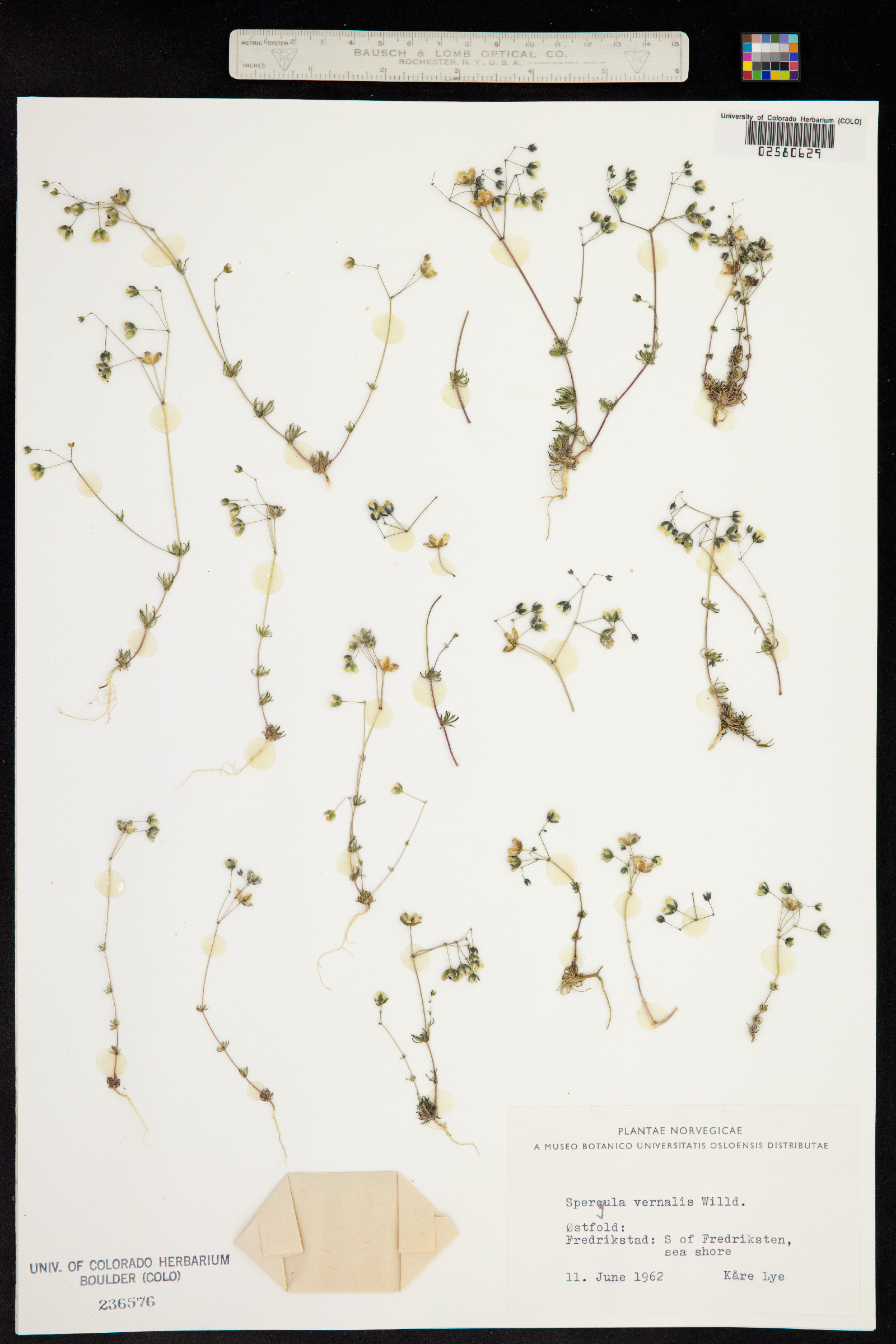 Spergula pentandra image