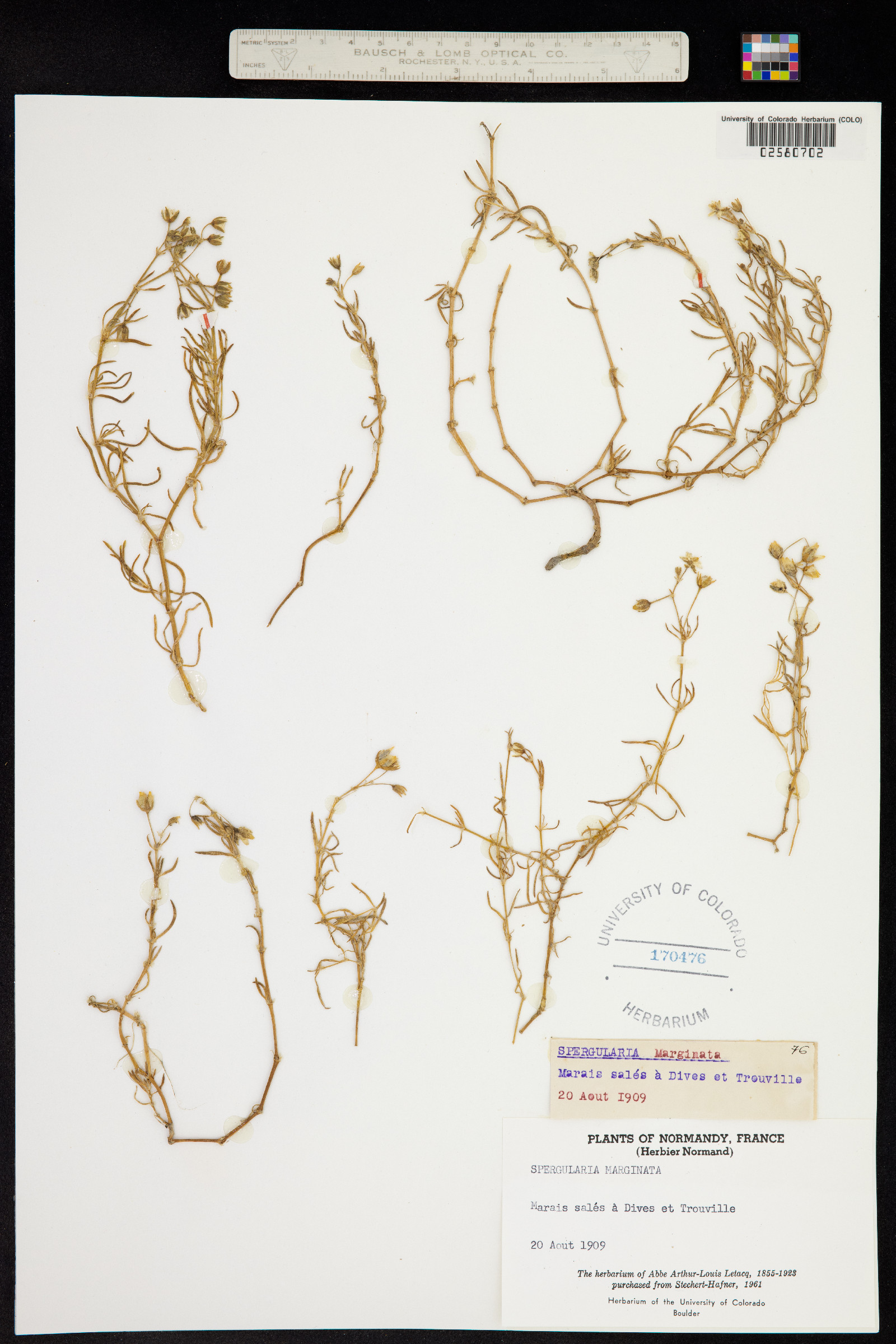 Spergularia media image