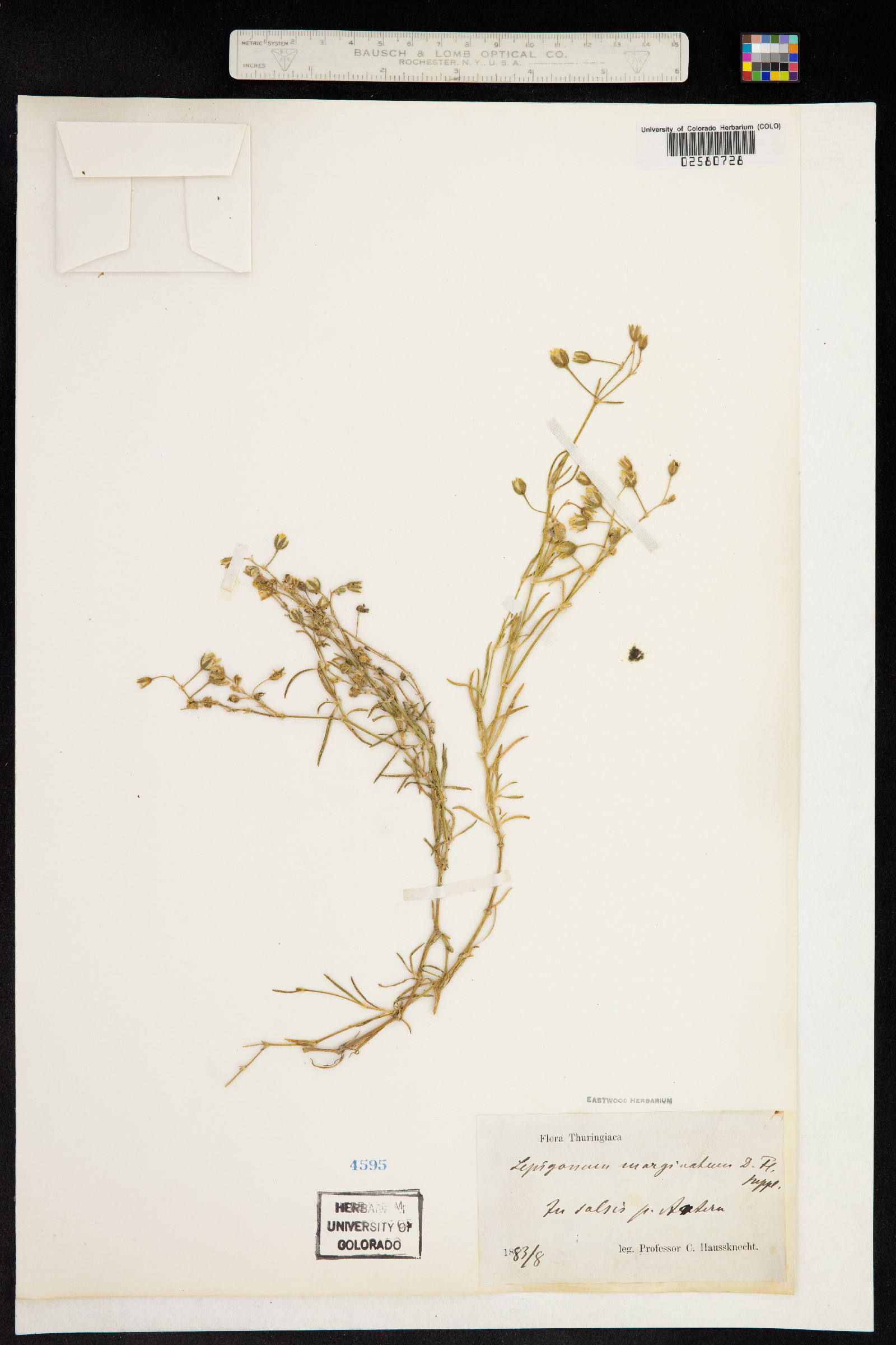 Spergularia image