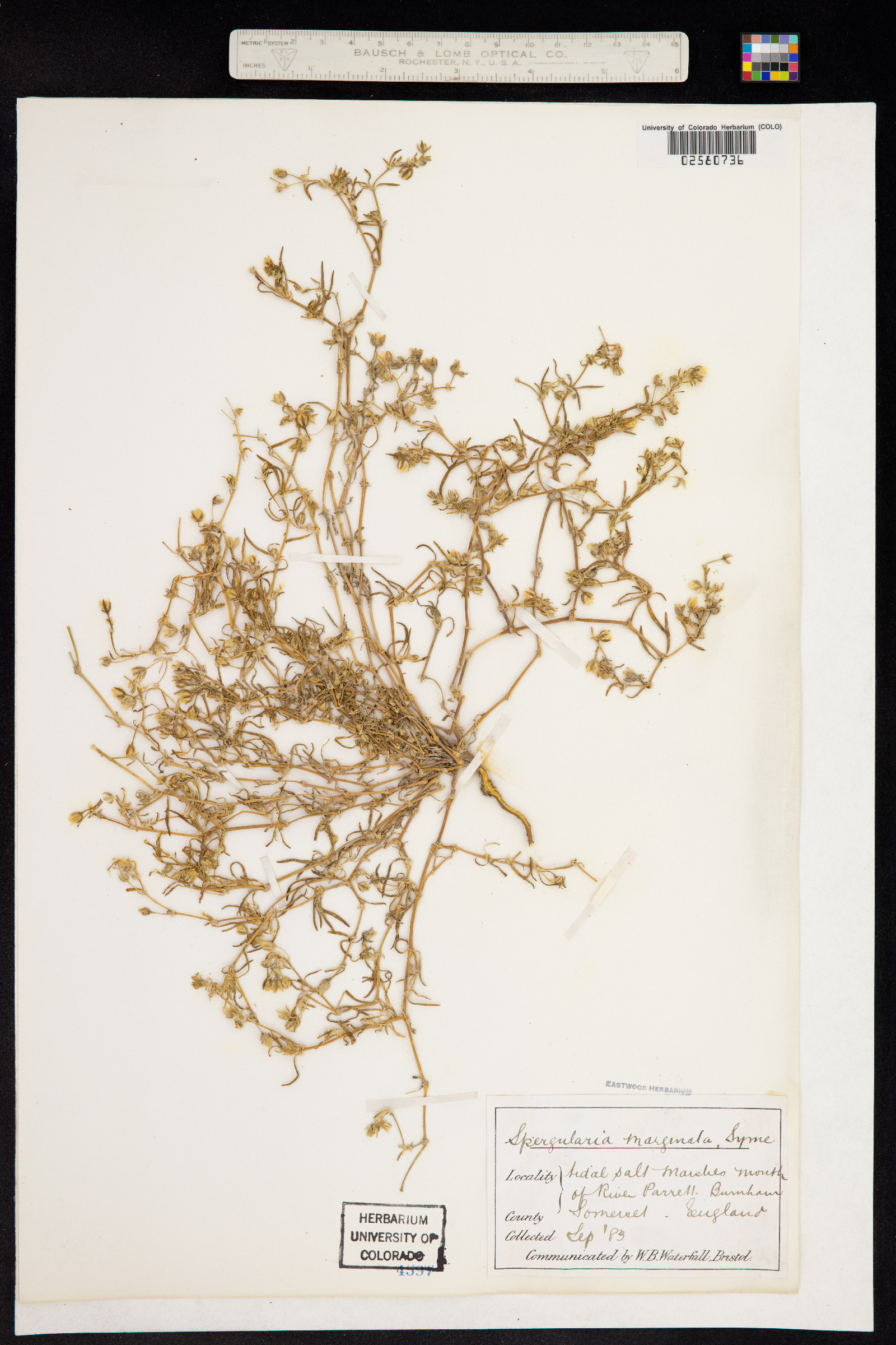 Spergularia media image