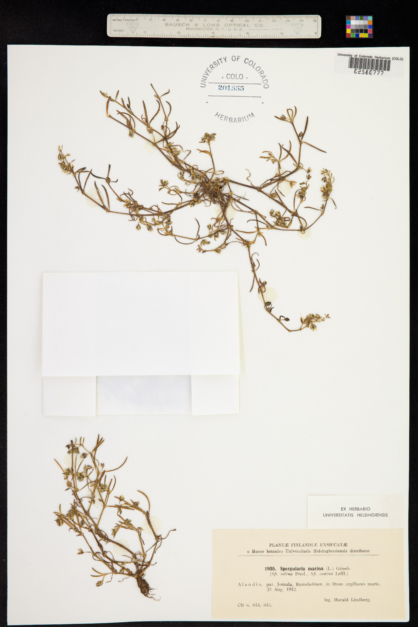 Spergularia marina image