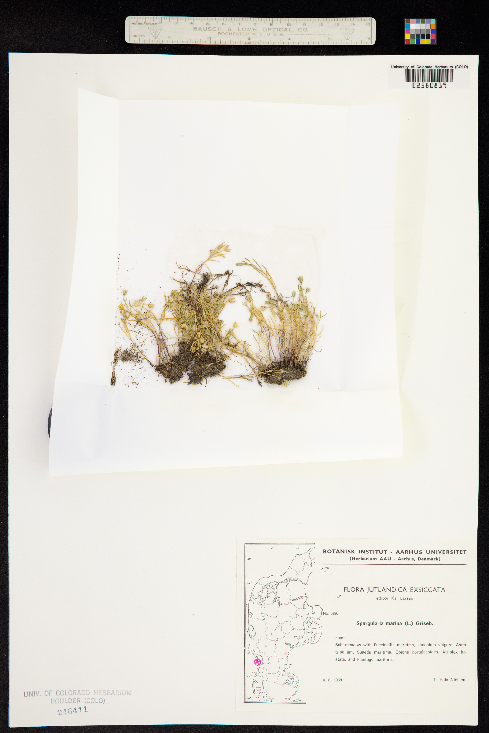 Spergularia marina image
